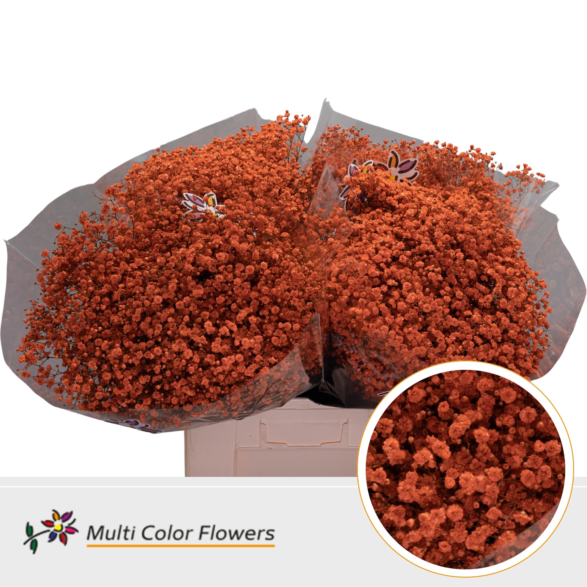 Gypsophila Painted Xlence Orange 70cm