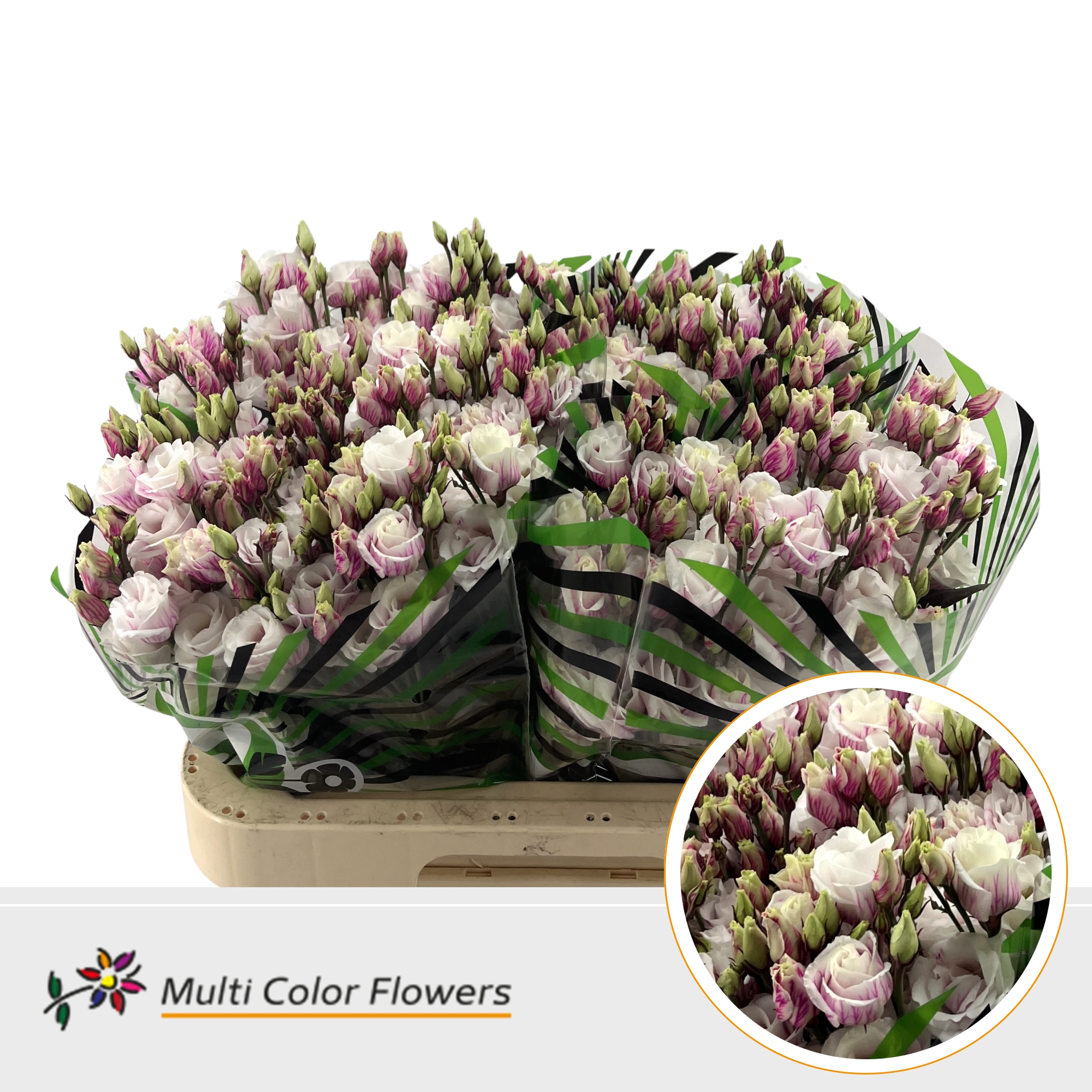 Eustoma Double Painted Erica 60cm