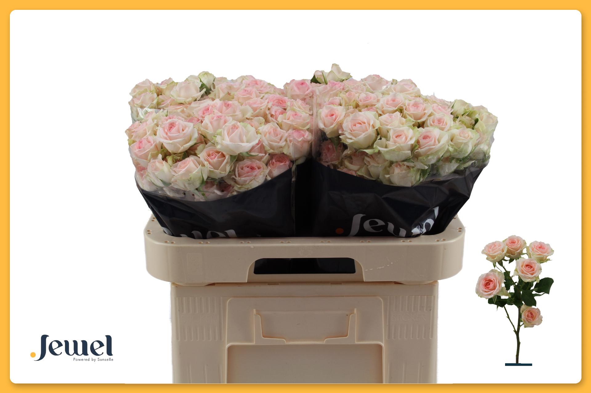 R Tr Happy Wedding 60cm