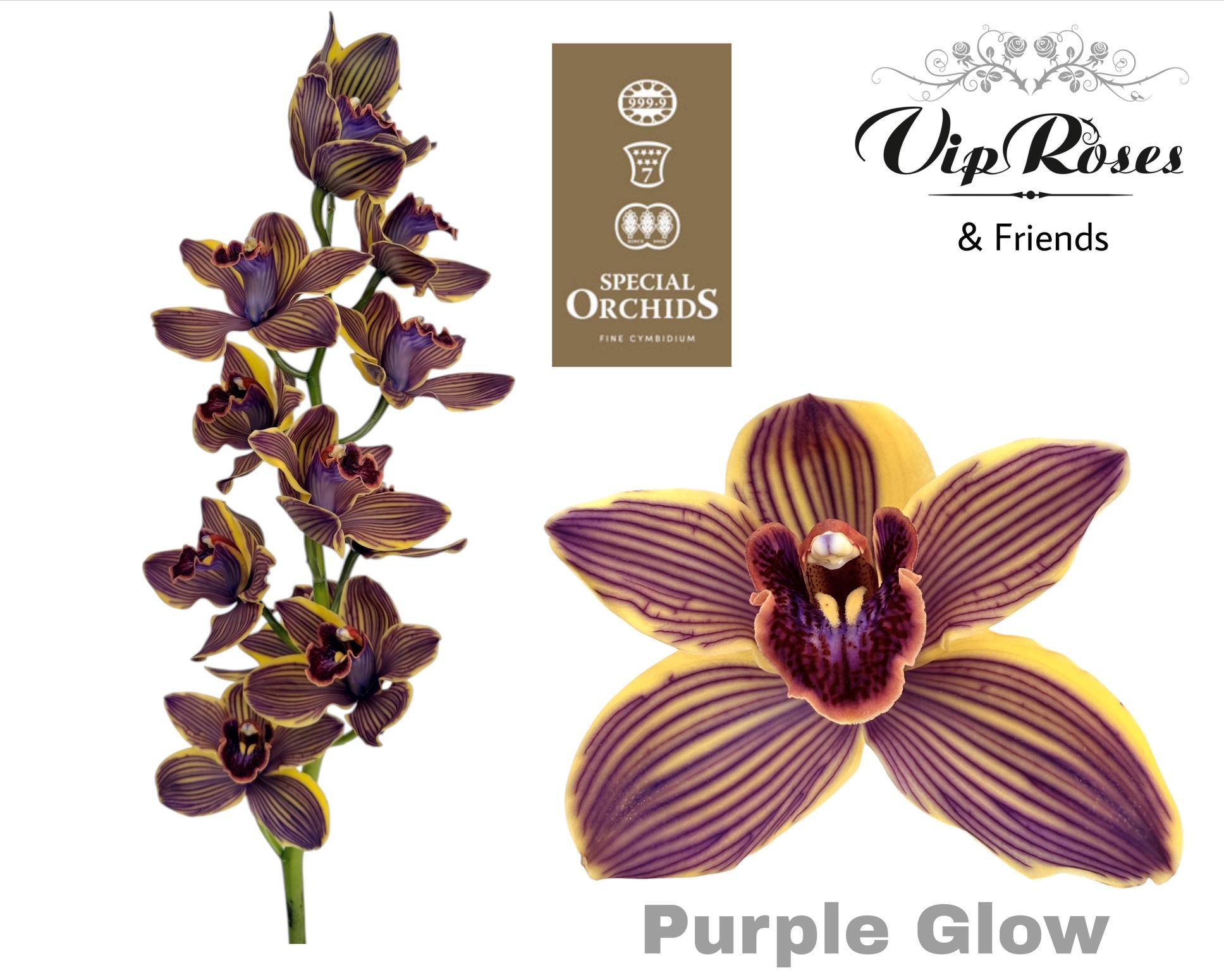 Cymbidium Painted Purple Glow 80cm