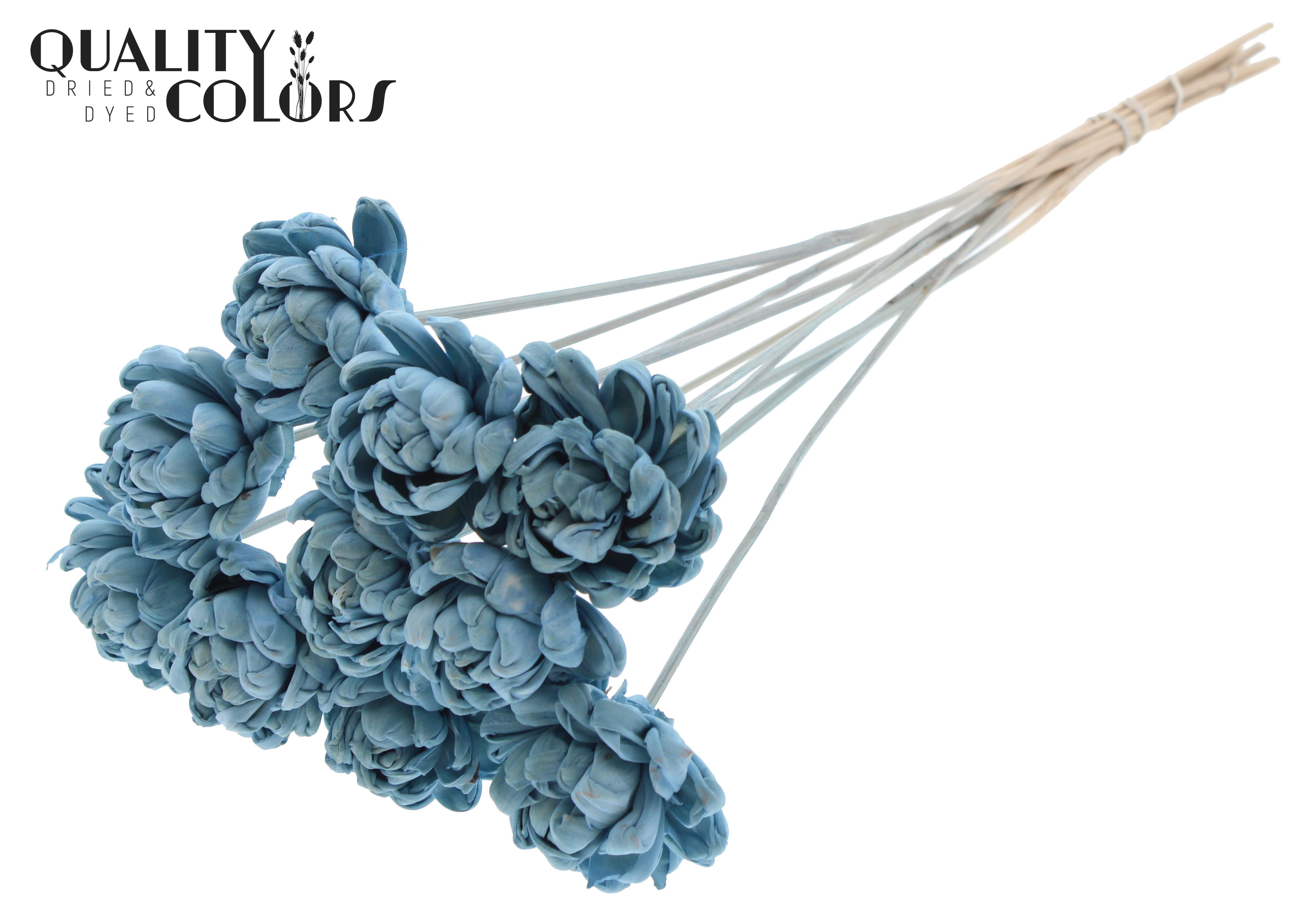 Shola New Beauty Rose Light Blue 50cm