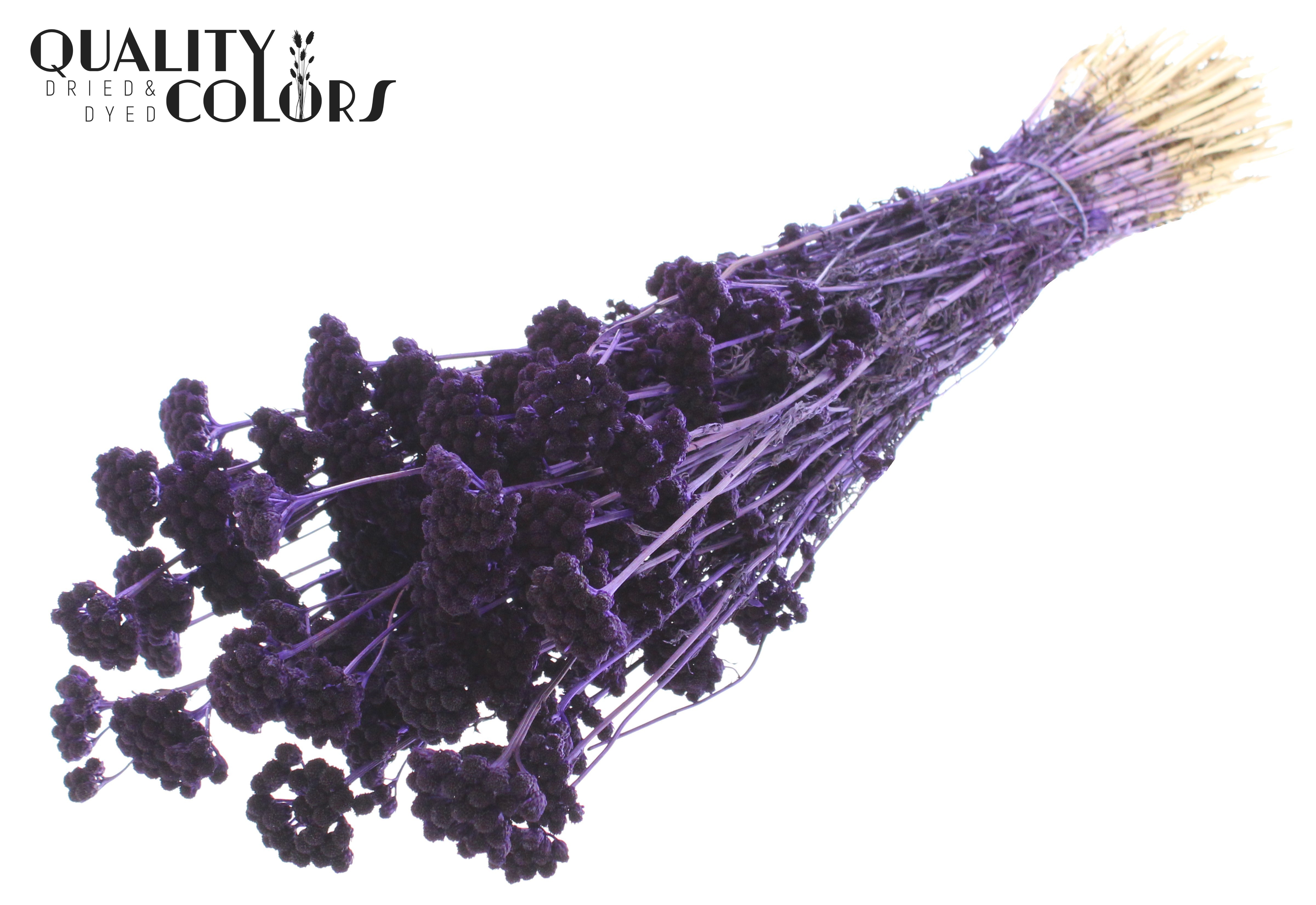 Lona Purple Per Bunch 50cm