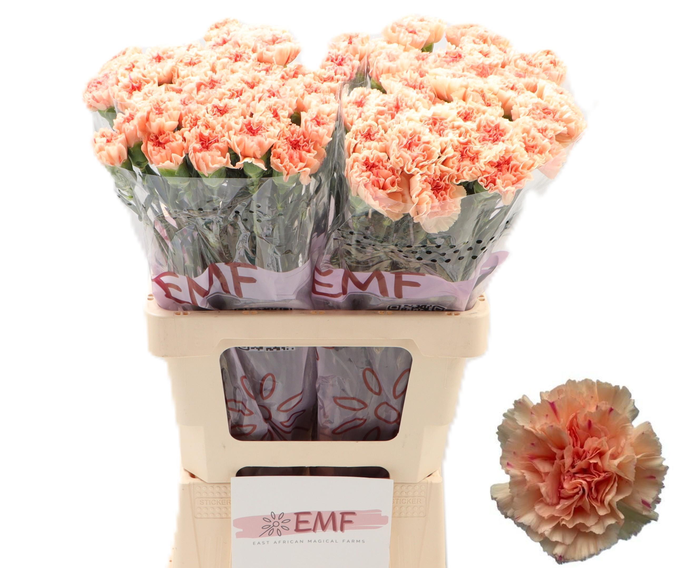 Dianthus Single Peach Wonder 65cm