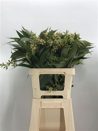 Euca Robusta Bes 300