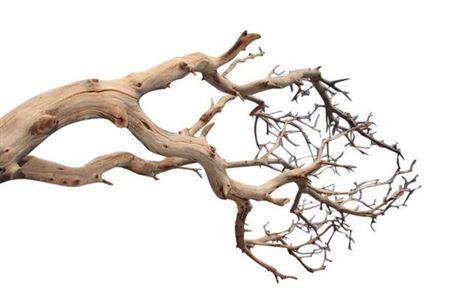 Manzanita 120cm Bleached
