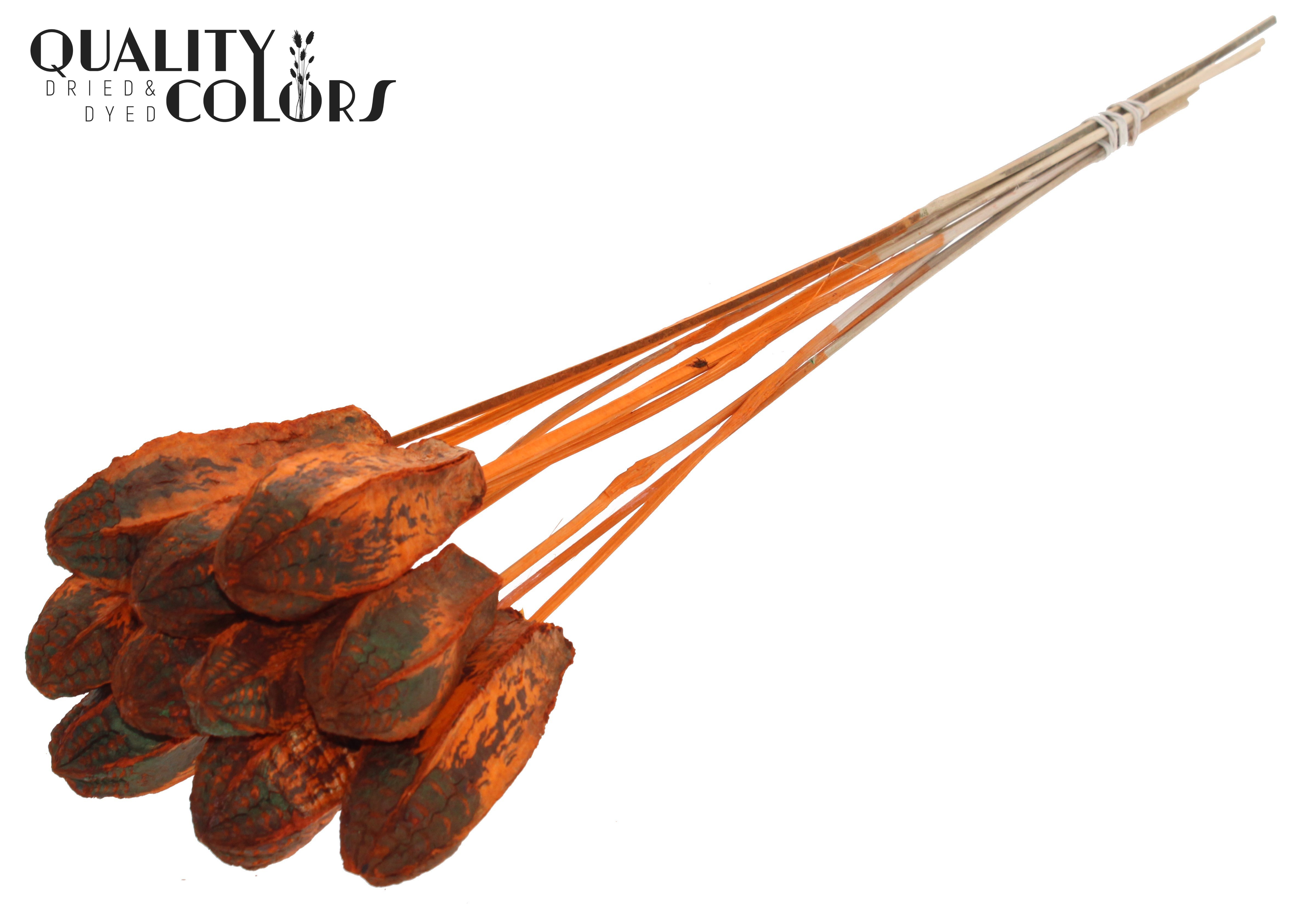 Mehogani Orange 50cm