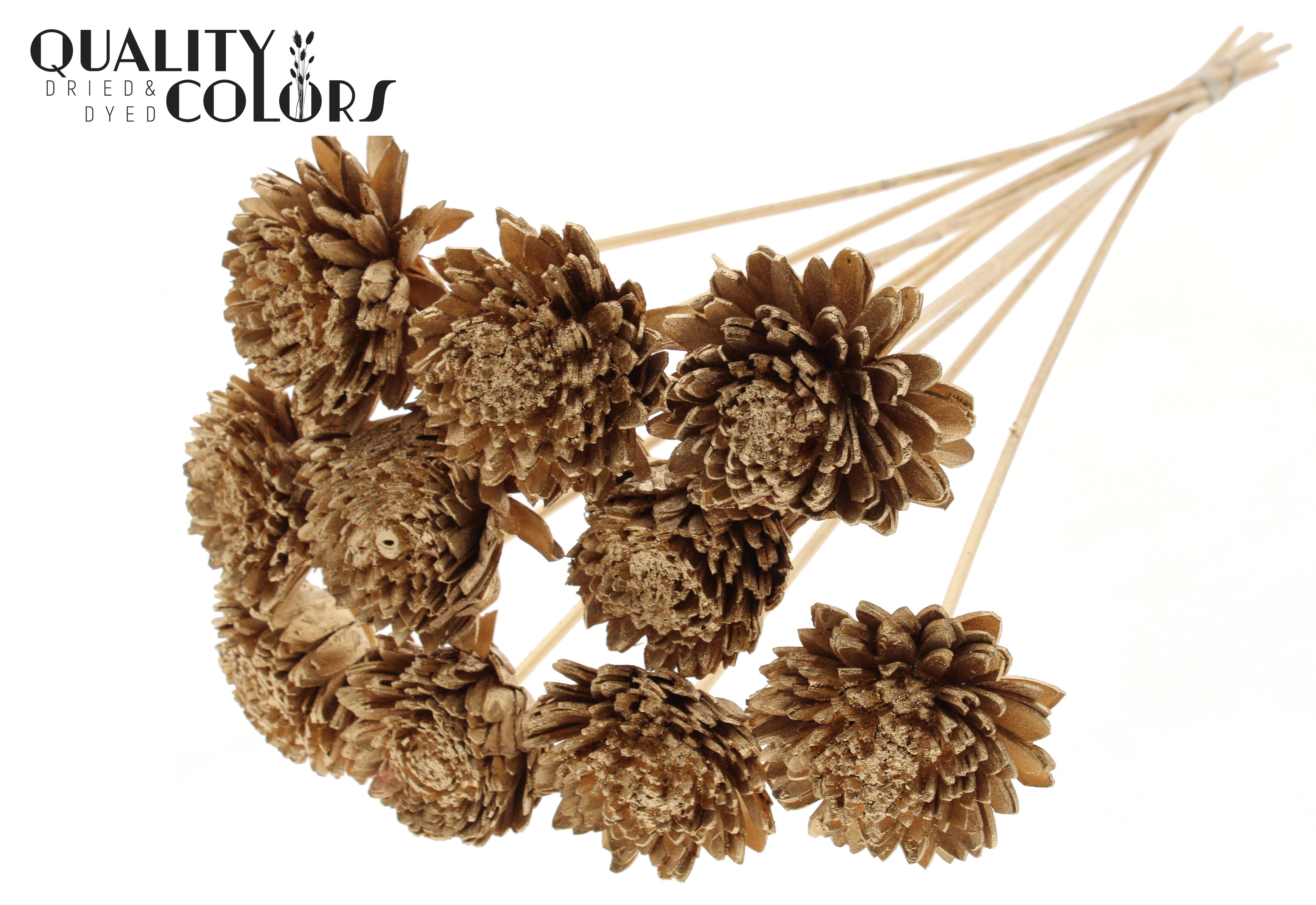 Shola Zinia Antique Gold 50cm
