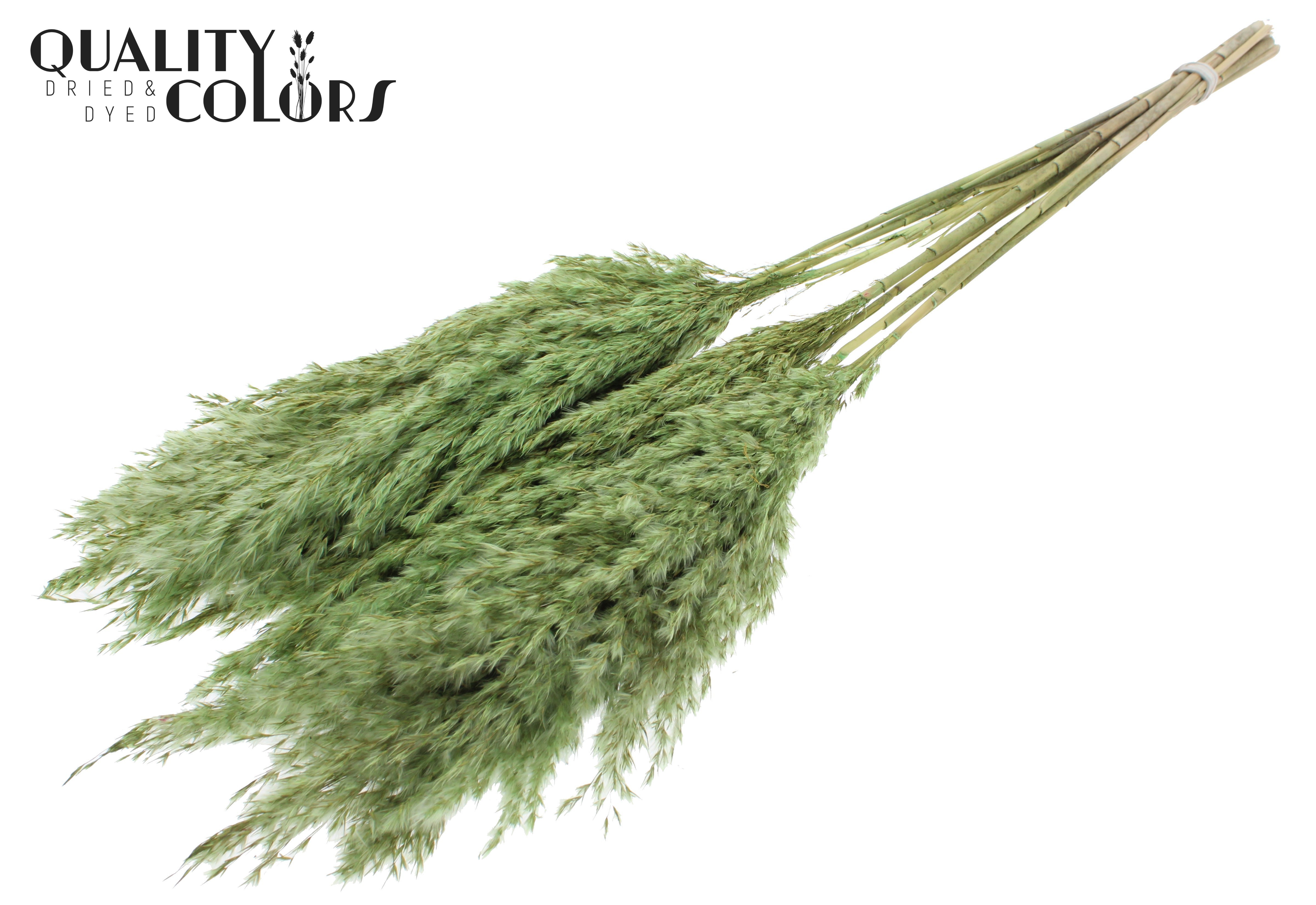 Pampas Grass Light Green Per Bunch 70cm
