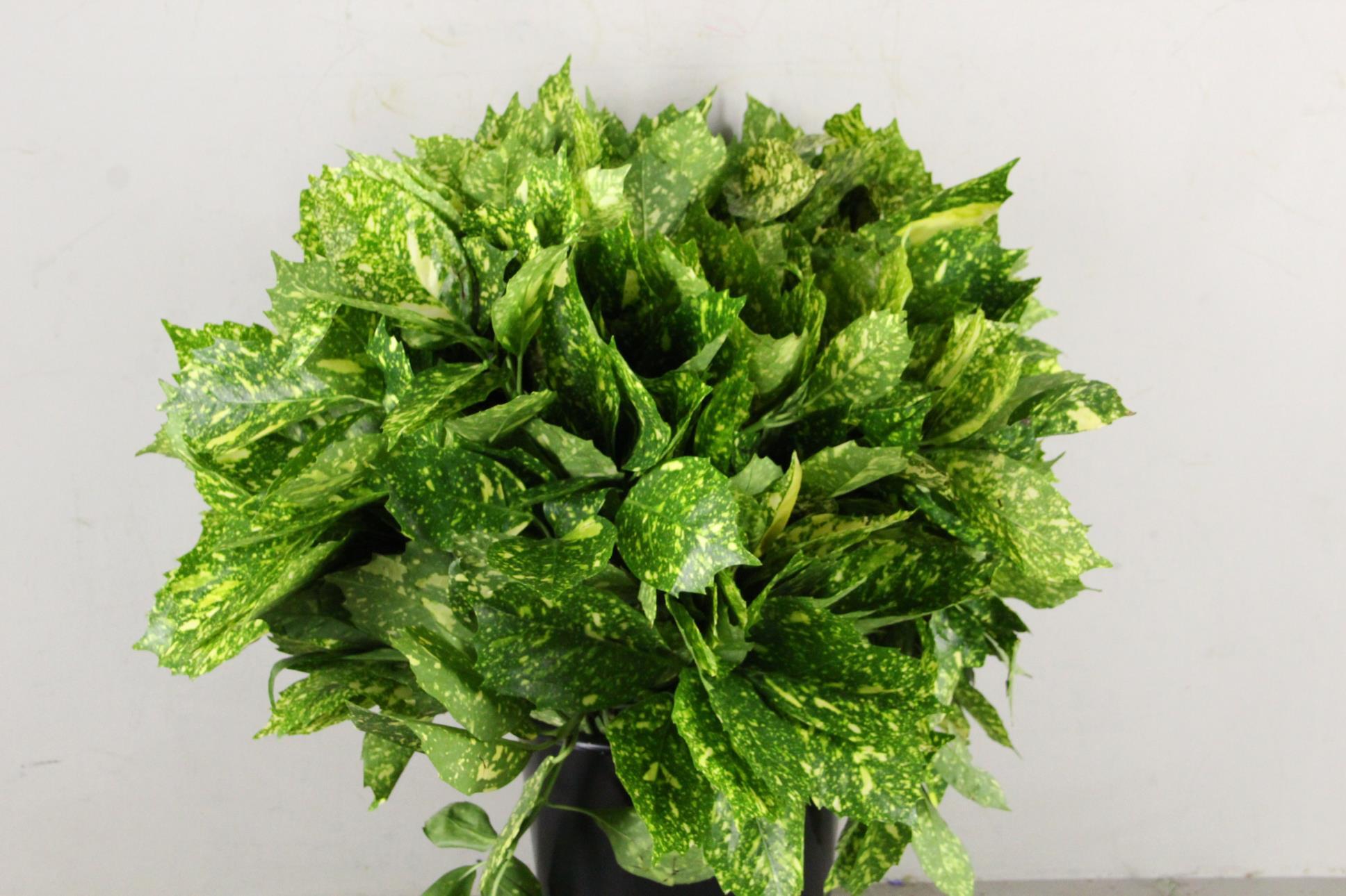 Aucuba Japonica Per Bunch 55cm 400gr.