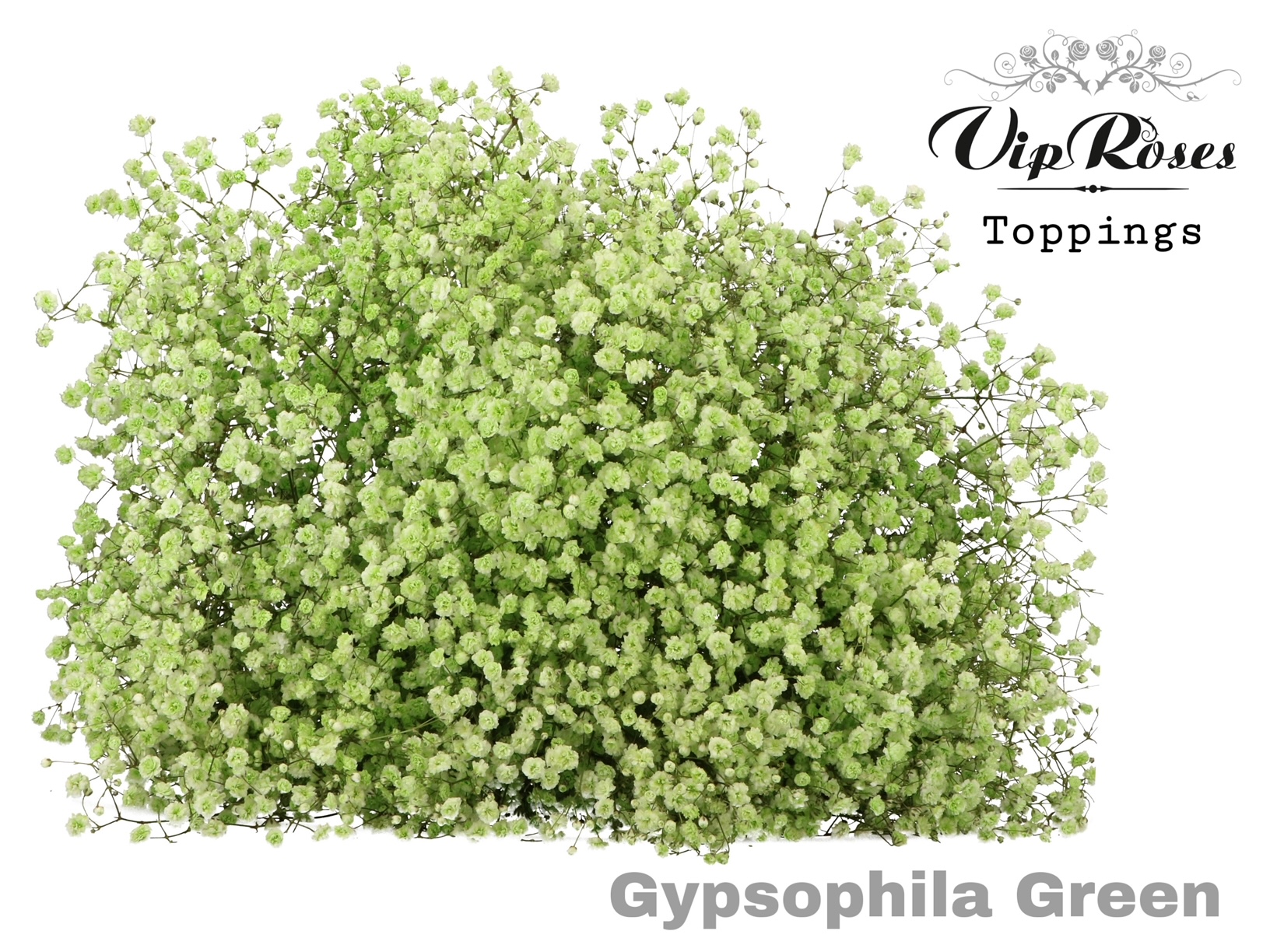 Gyps Pa Green 80 cm
