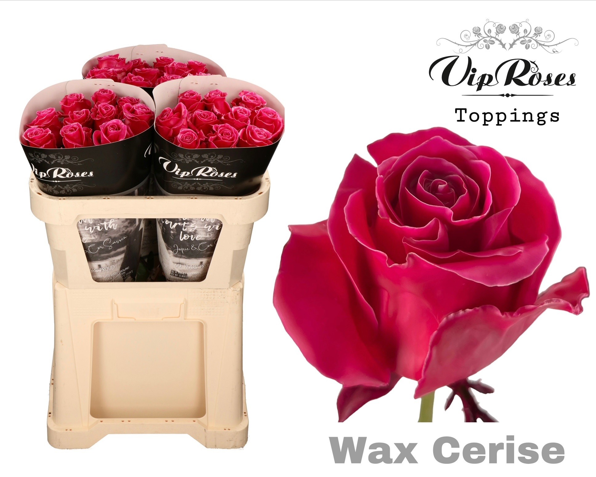 Rosa Waxed 70cm