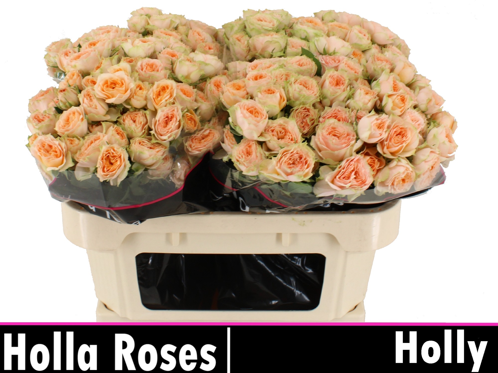 Rosa Spr Holly 70cm