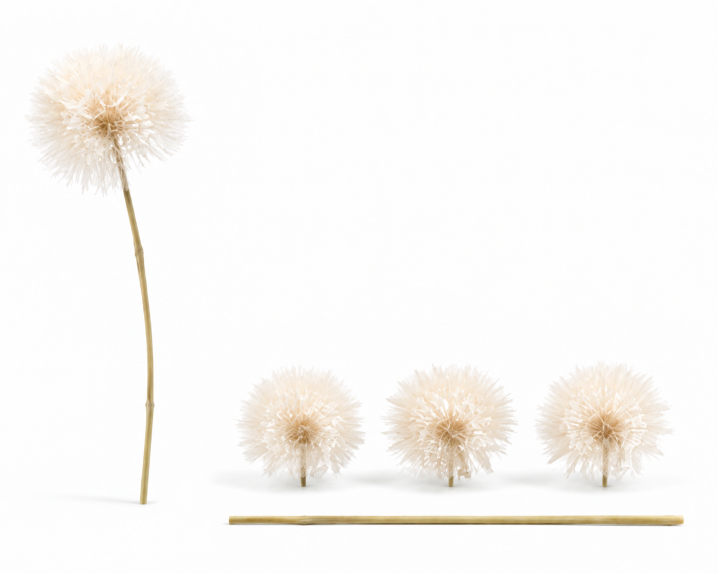 Dried Bleached Dandelion Regular
