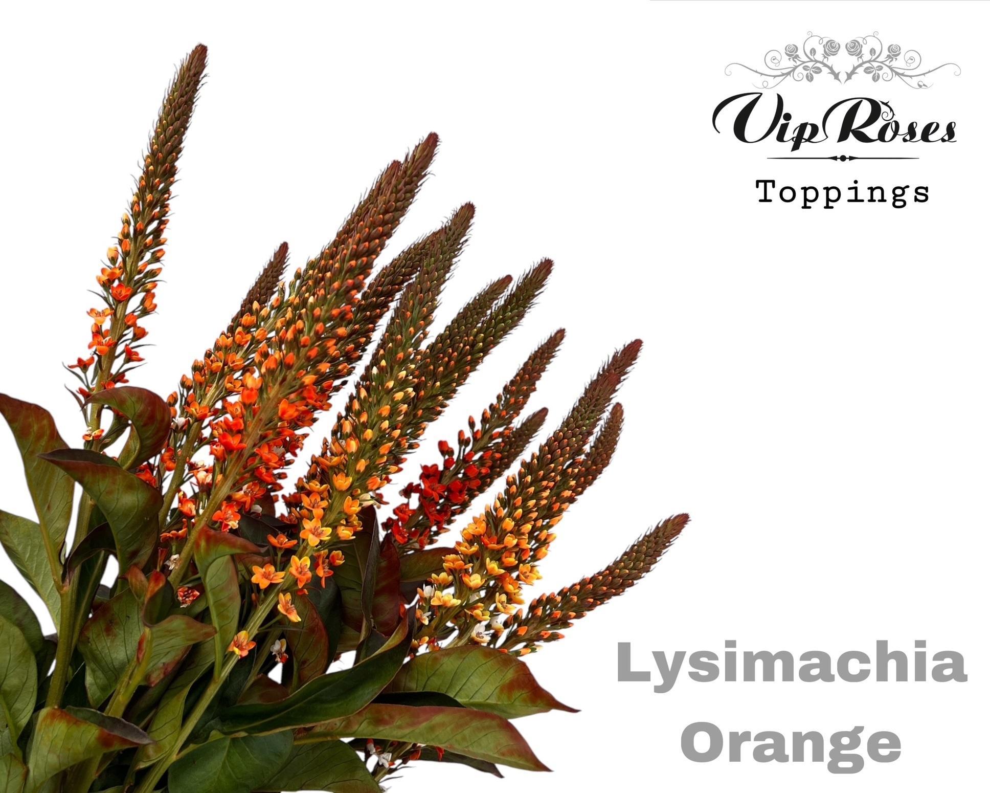 Lysimachia Orange 70 cm