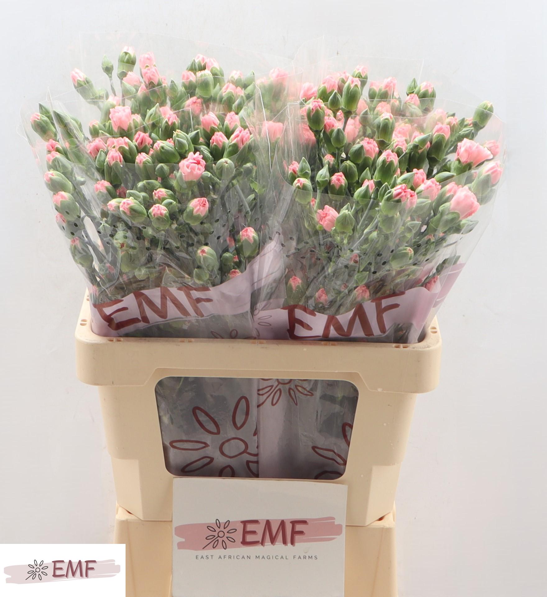 Di Tr Rascal Pink 60cm