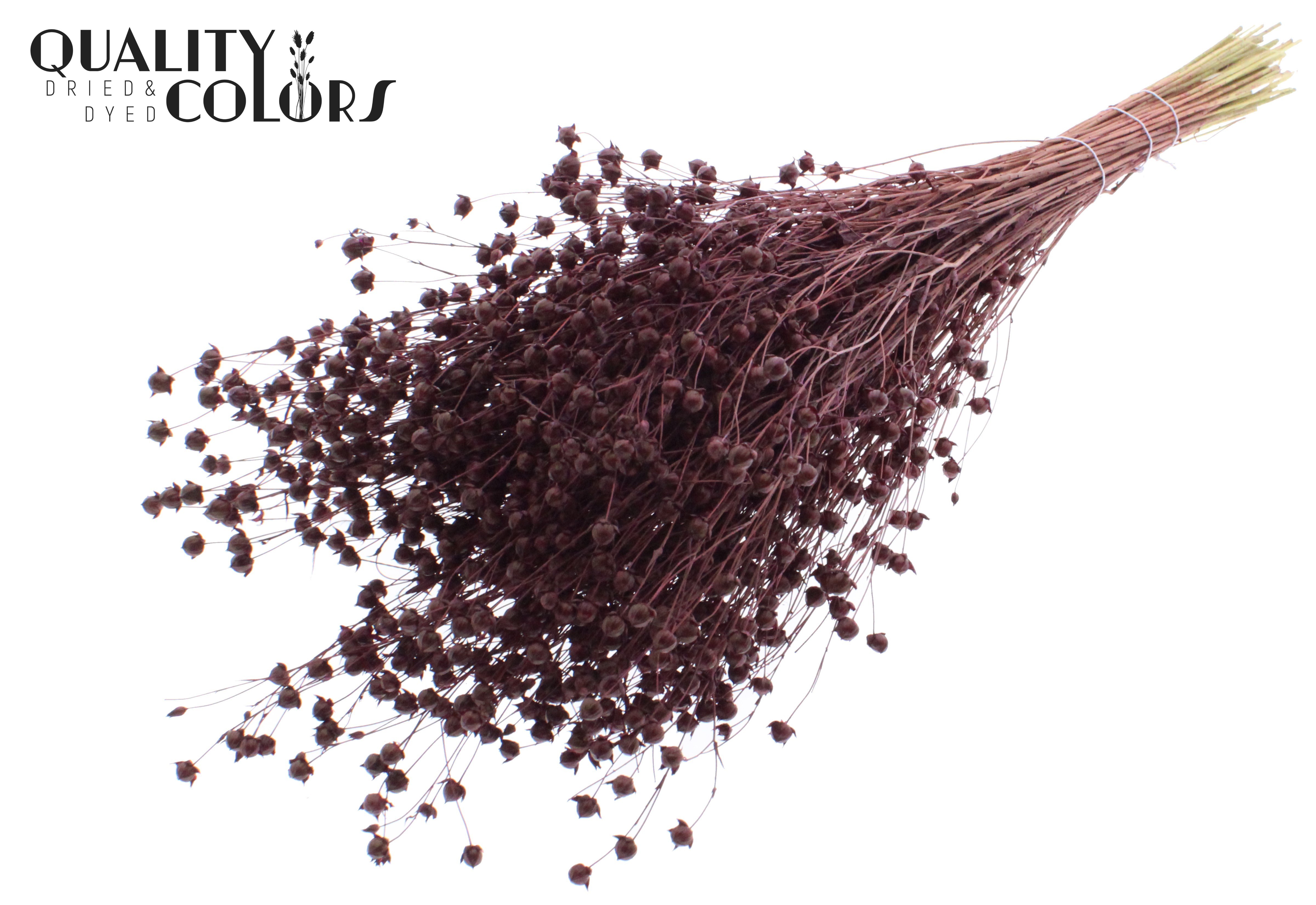 Lino Flax Burgundy Per Bunch 50cm