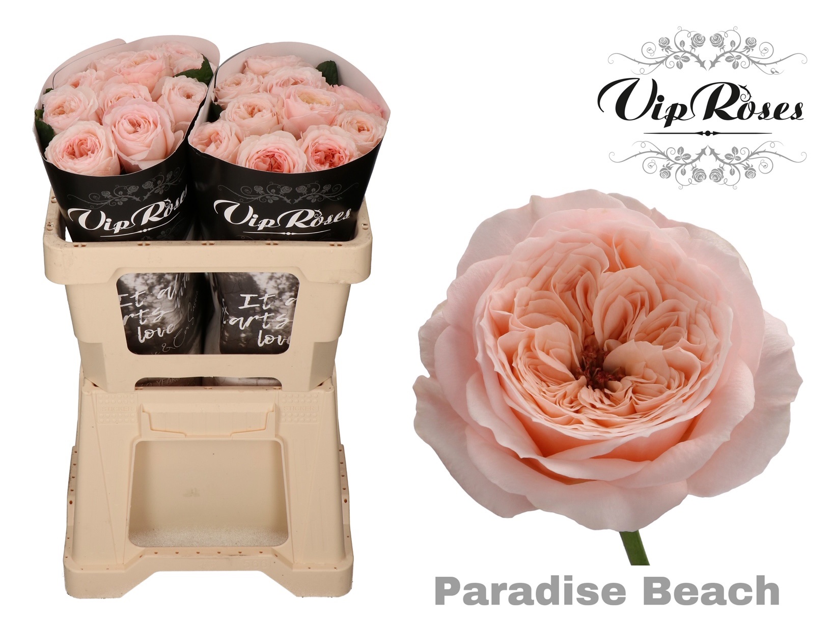 R Kl Paradise Beach X20 50 cm