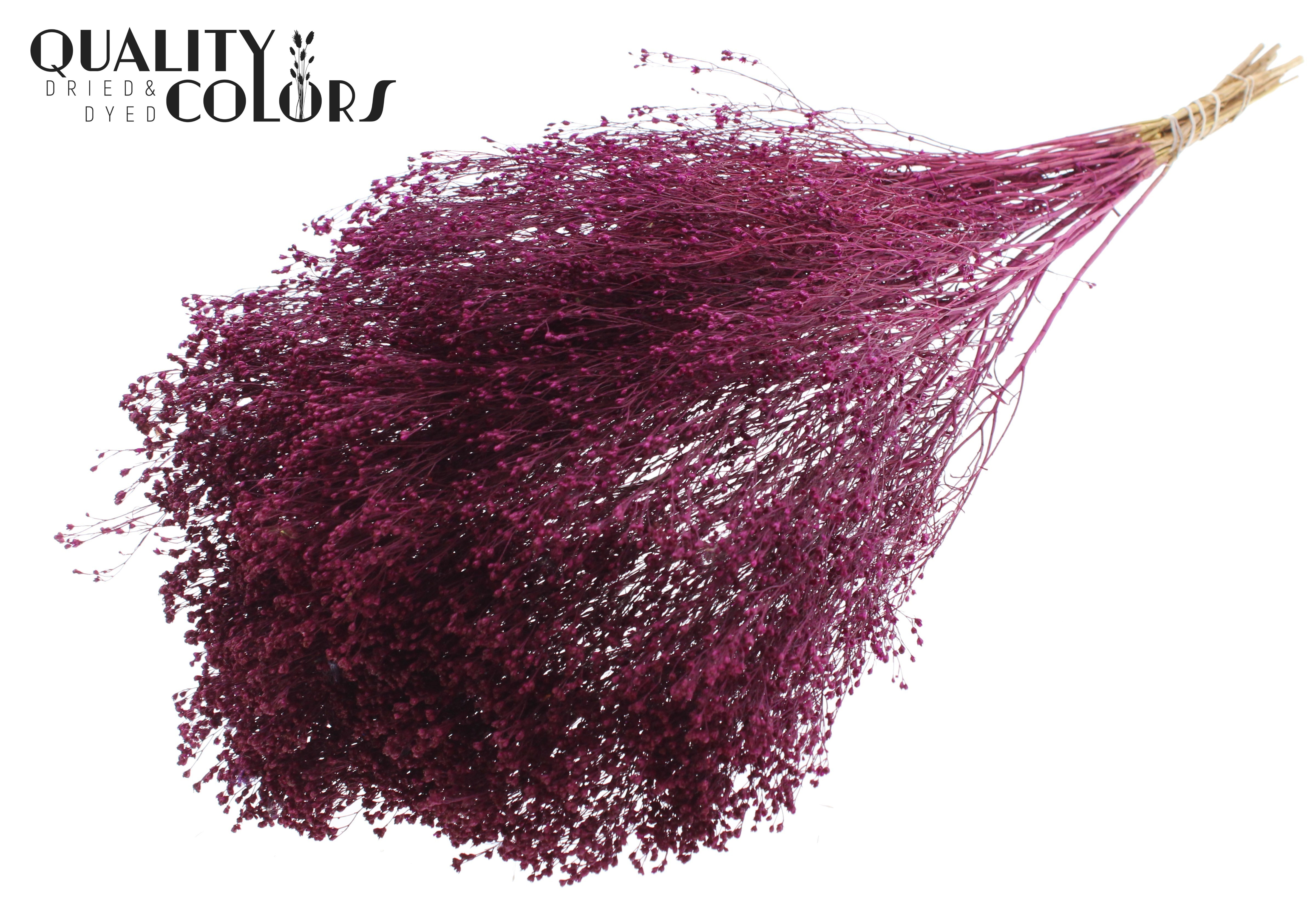 Broom Broom Lilac Per Bunch 50cm