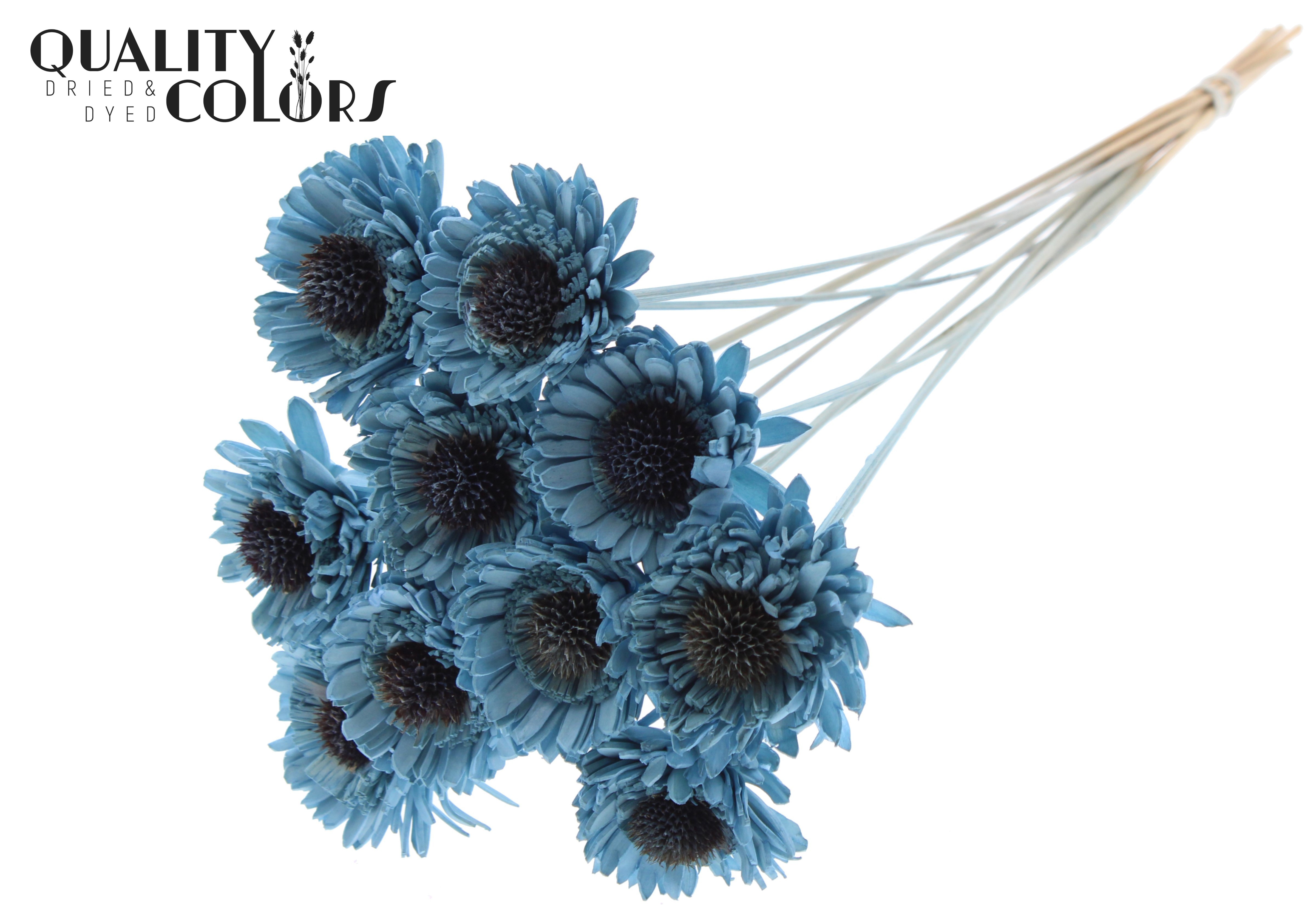 Shola Daisy Sunflower Light Blue 50cm