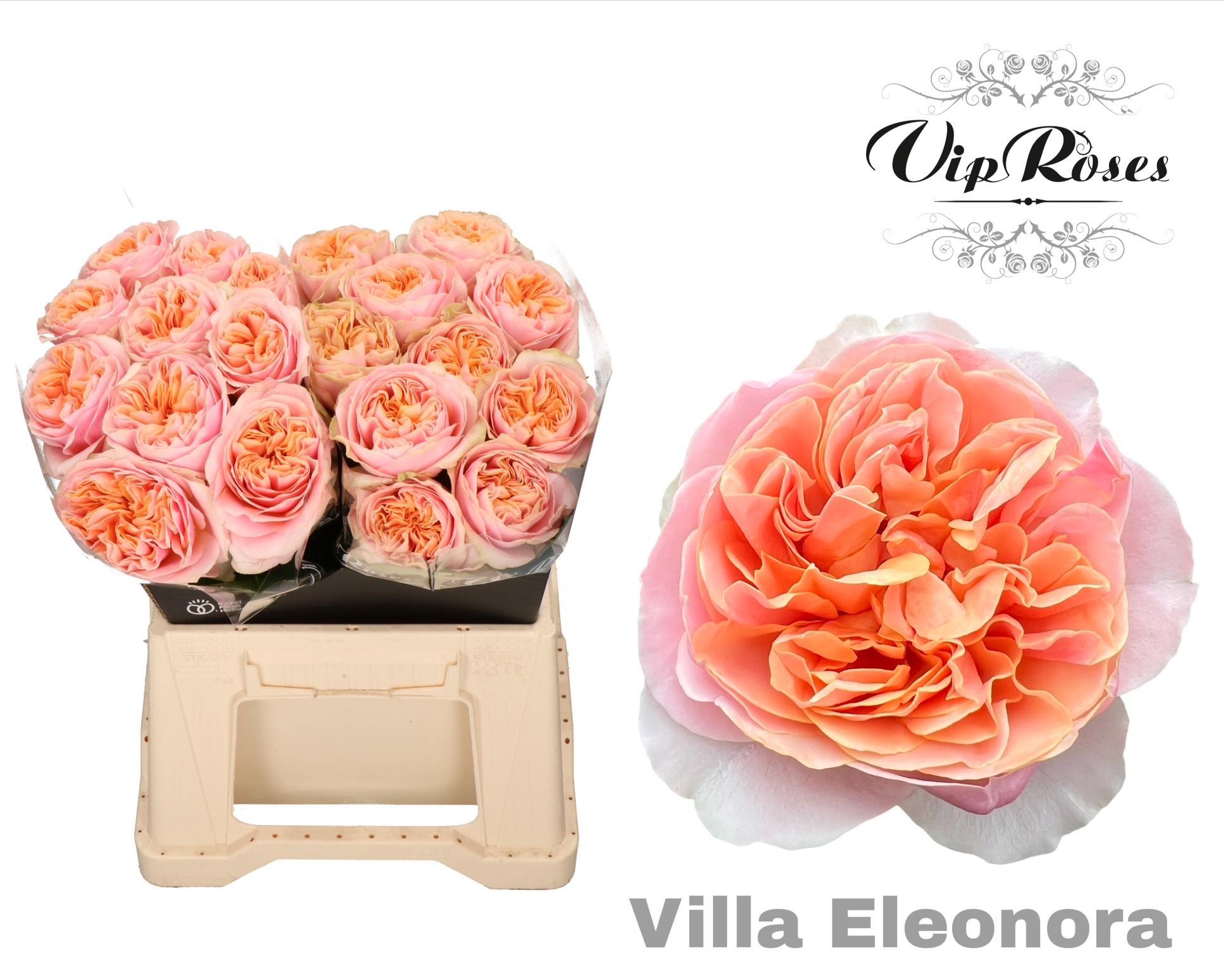 R Gr Villa Eleonora 40cm