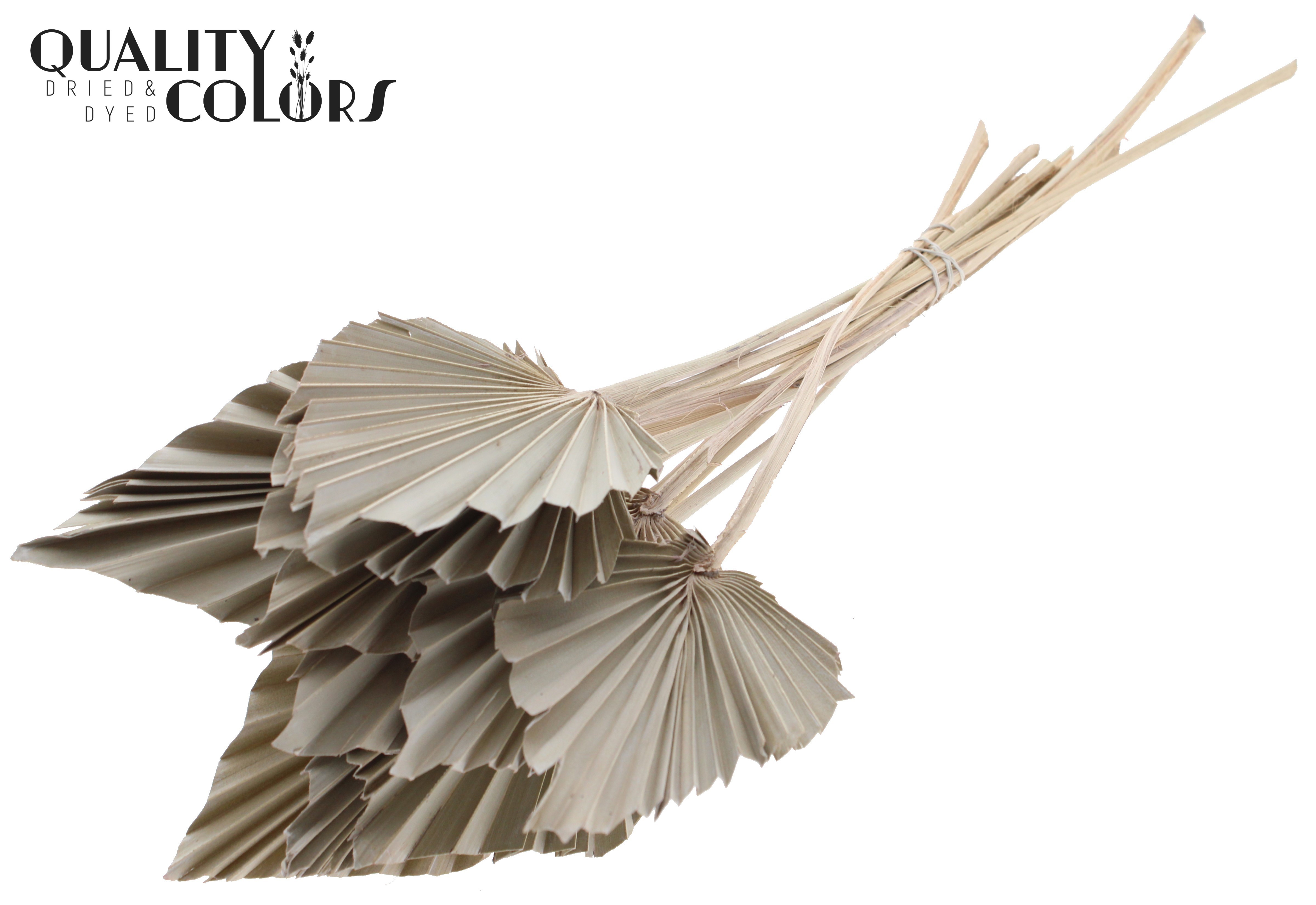 Palm Spear Frosted White 50cm