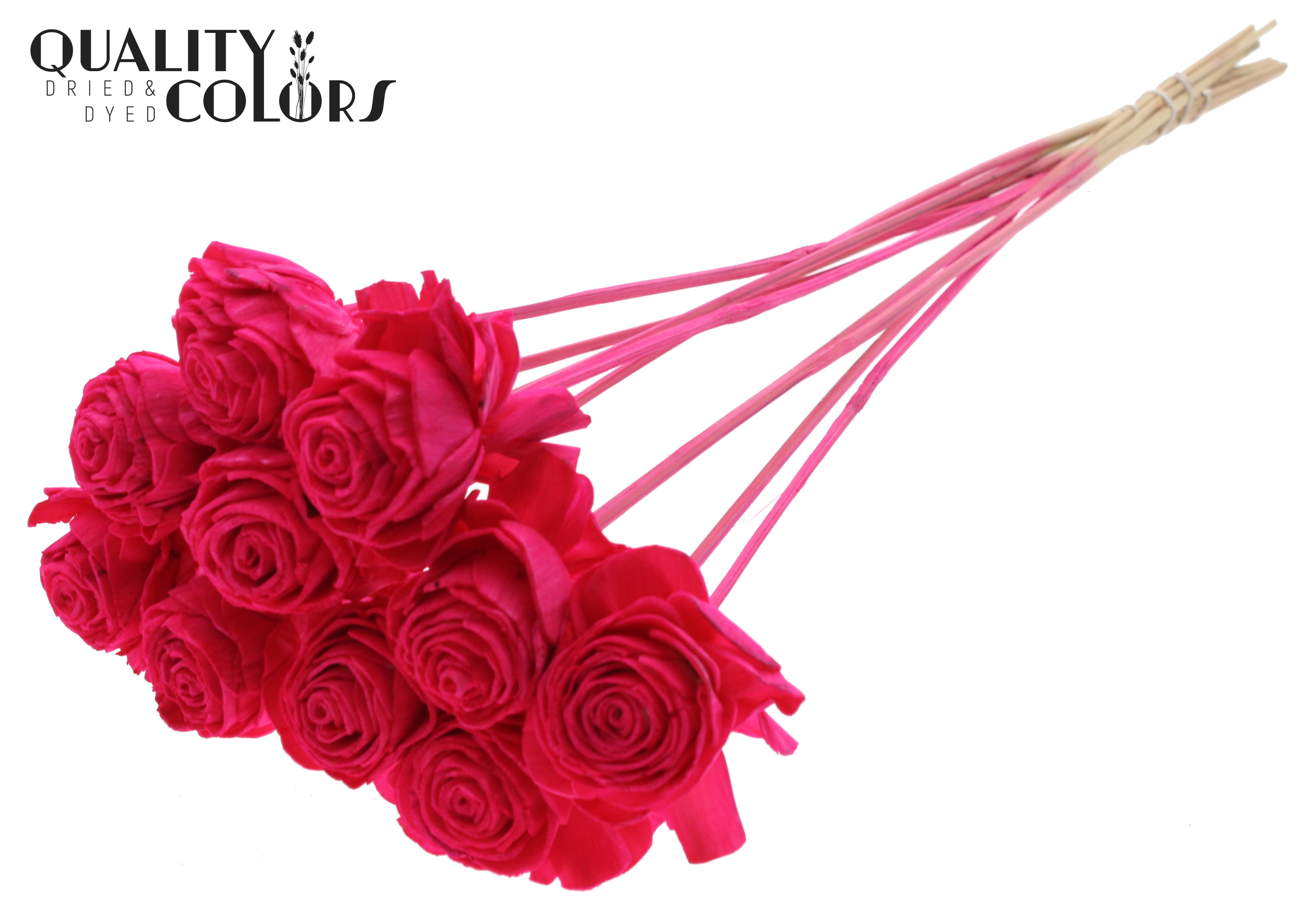 Shola Dhaliya Cerise 50cm