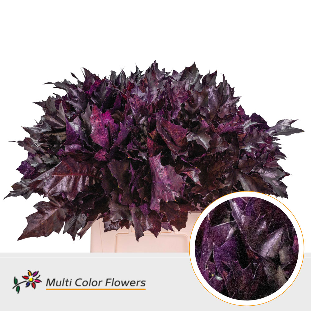 Quercus Rubra Painted Aubergine 60cm