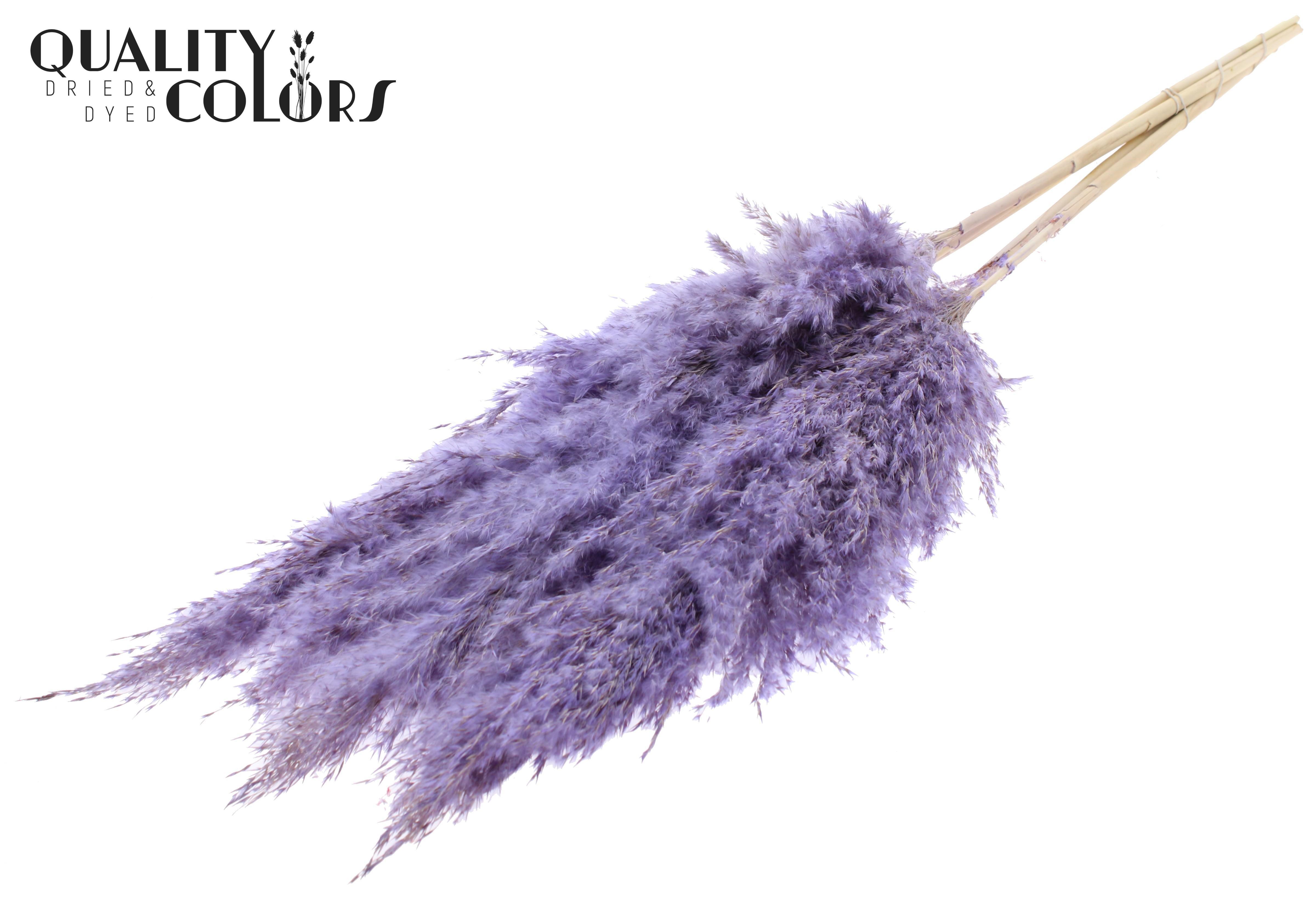 Pampas Grass Frosted Milka Per Bunch 100cm