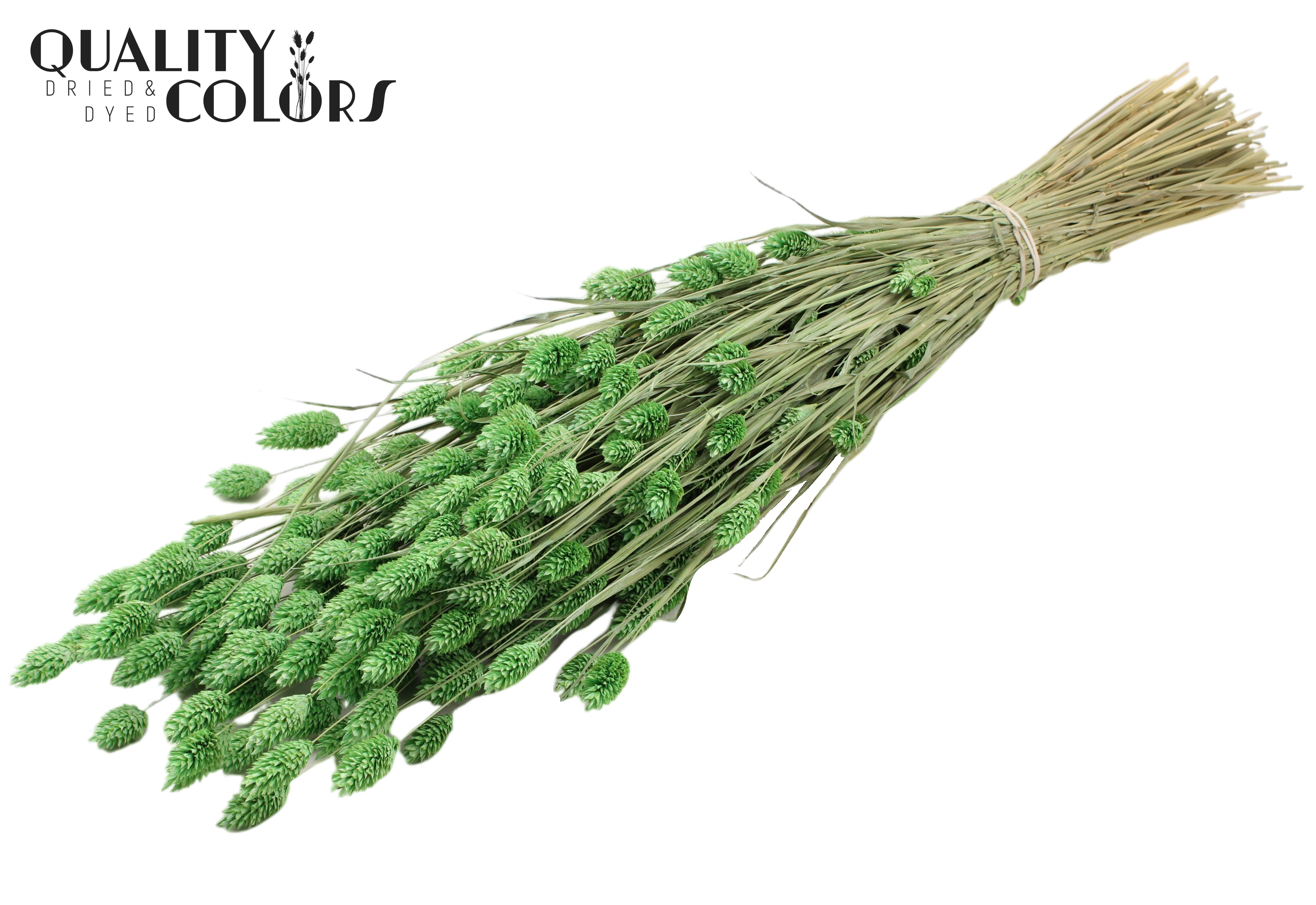 Phalaris Frosted Mint Green Per Bunch 60cm 220gr.