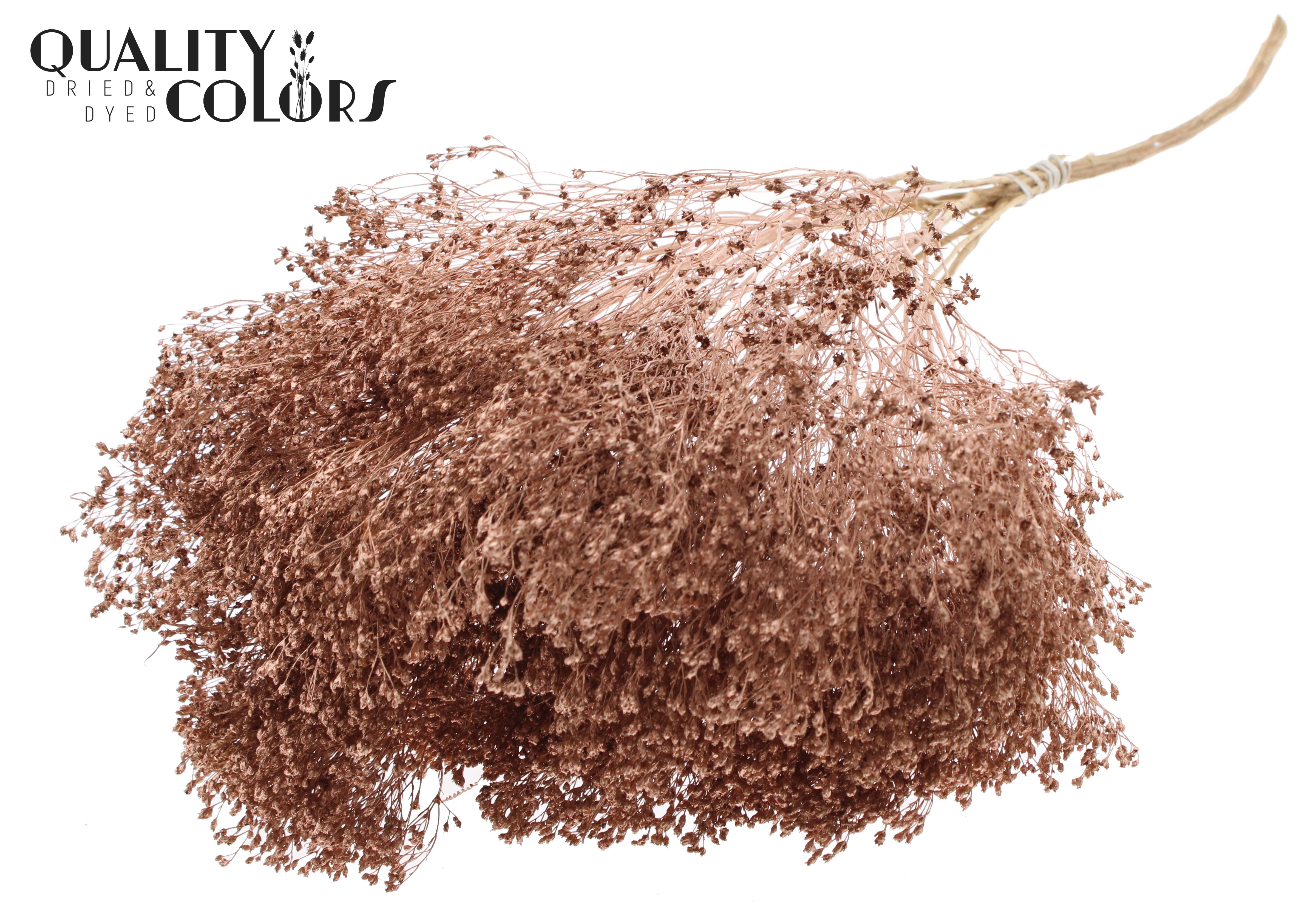 Broom Bloom Copper Per Bunch 50cm