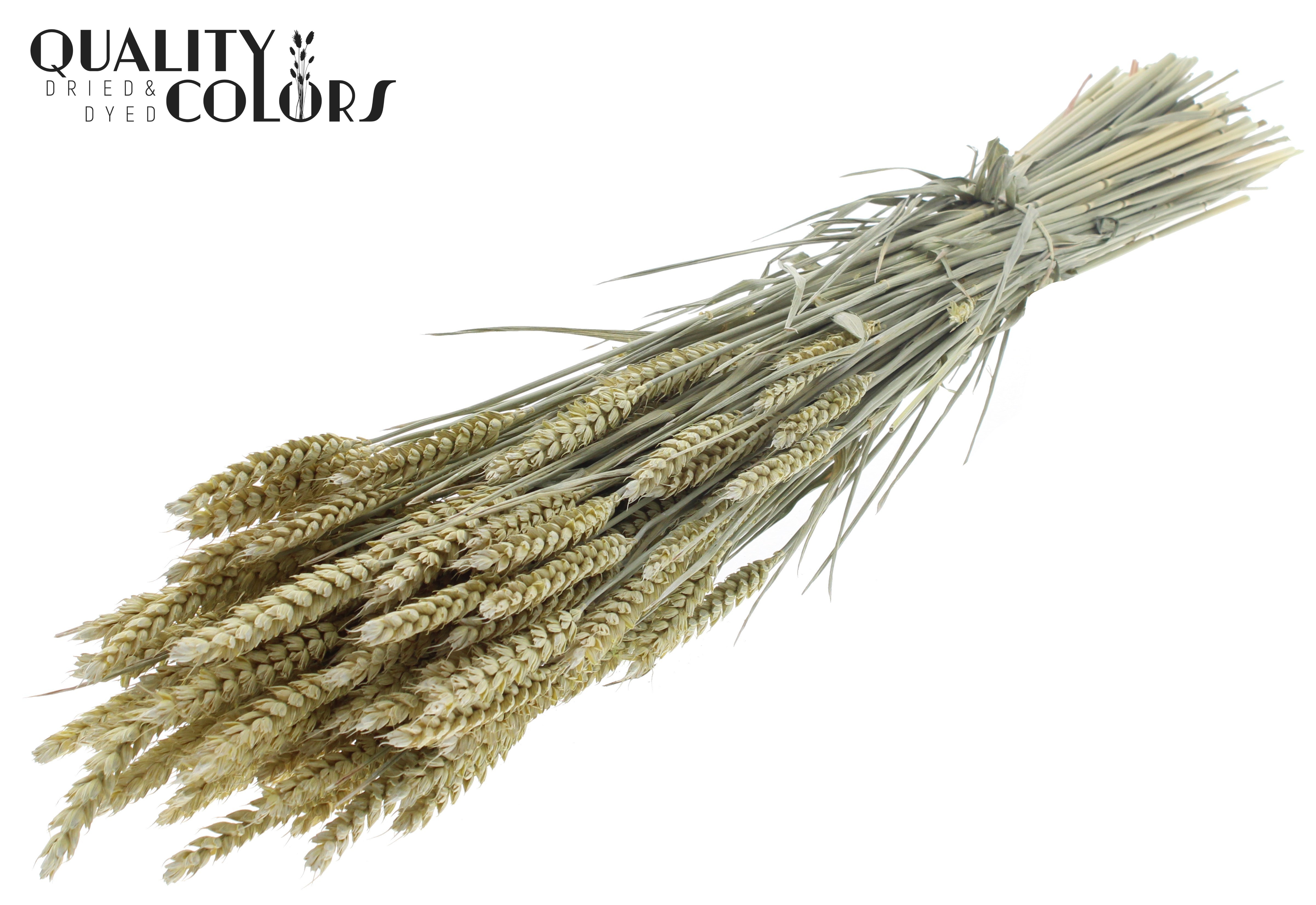 Triticum Frosted Light Yellow Per Bunch 60cm