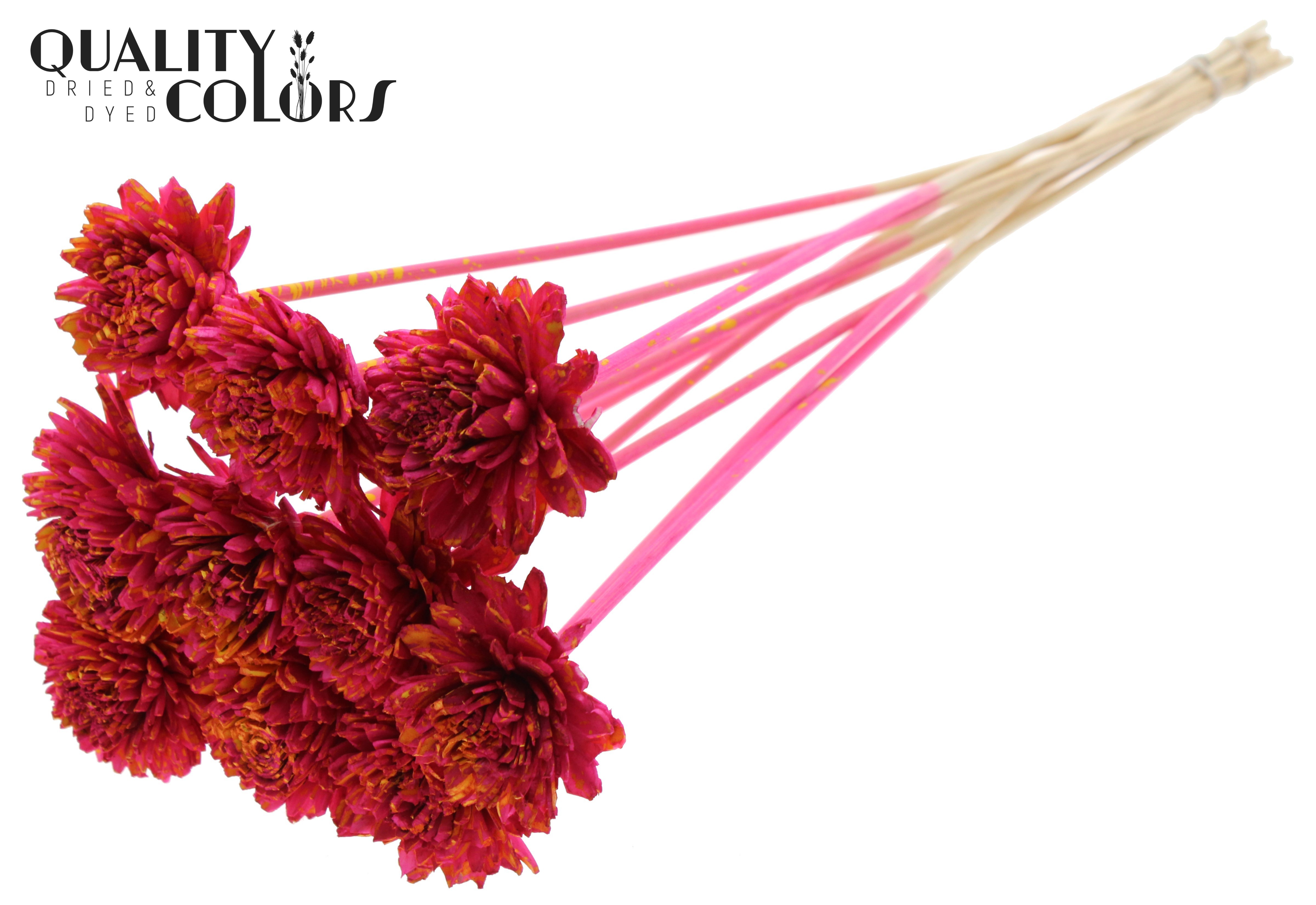 Shola Zinia Splashed Cerise Yellow 50cm