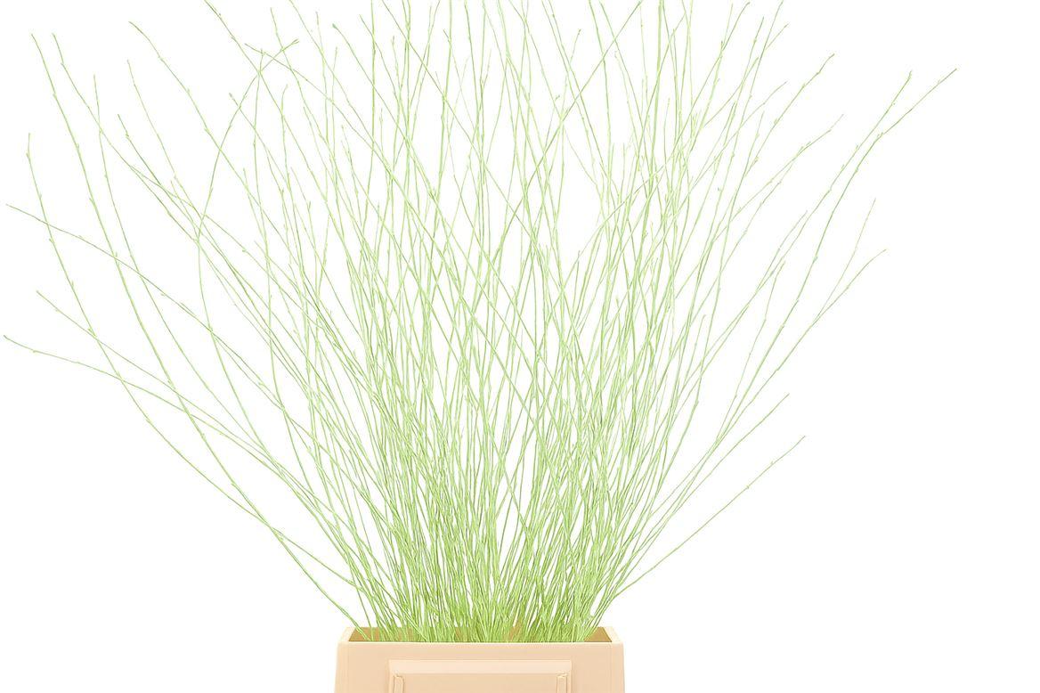 Berk 70cm Mintgroen Pbs