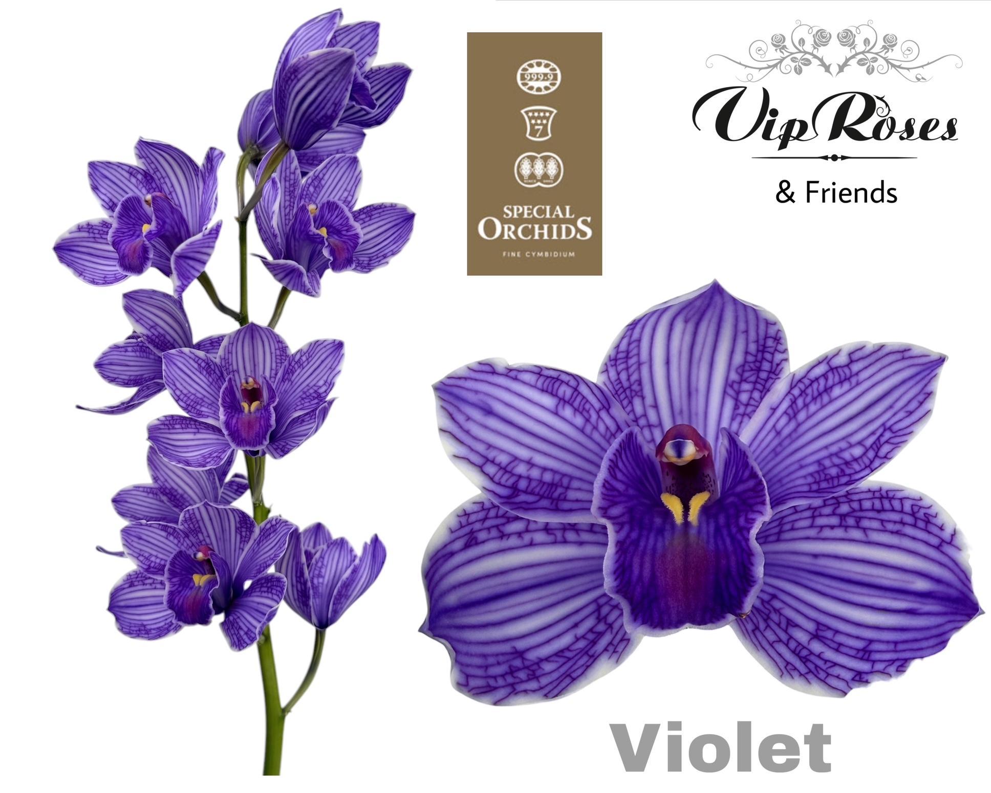 Cymbidium Painted Violet 80cm