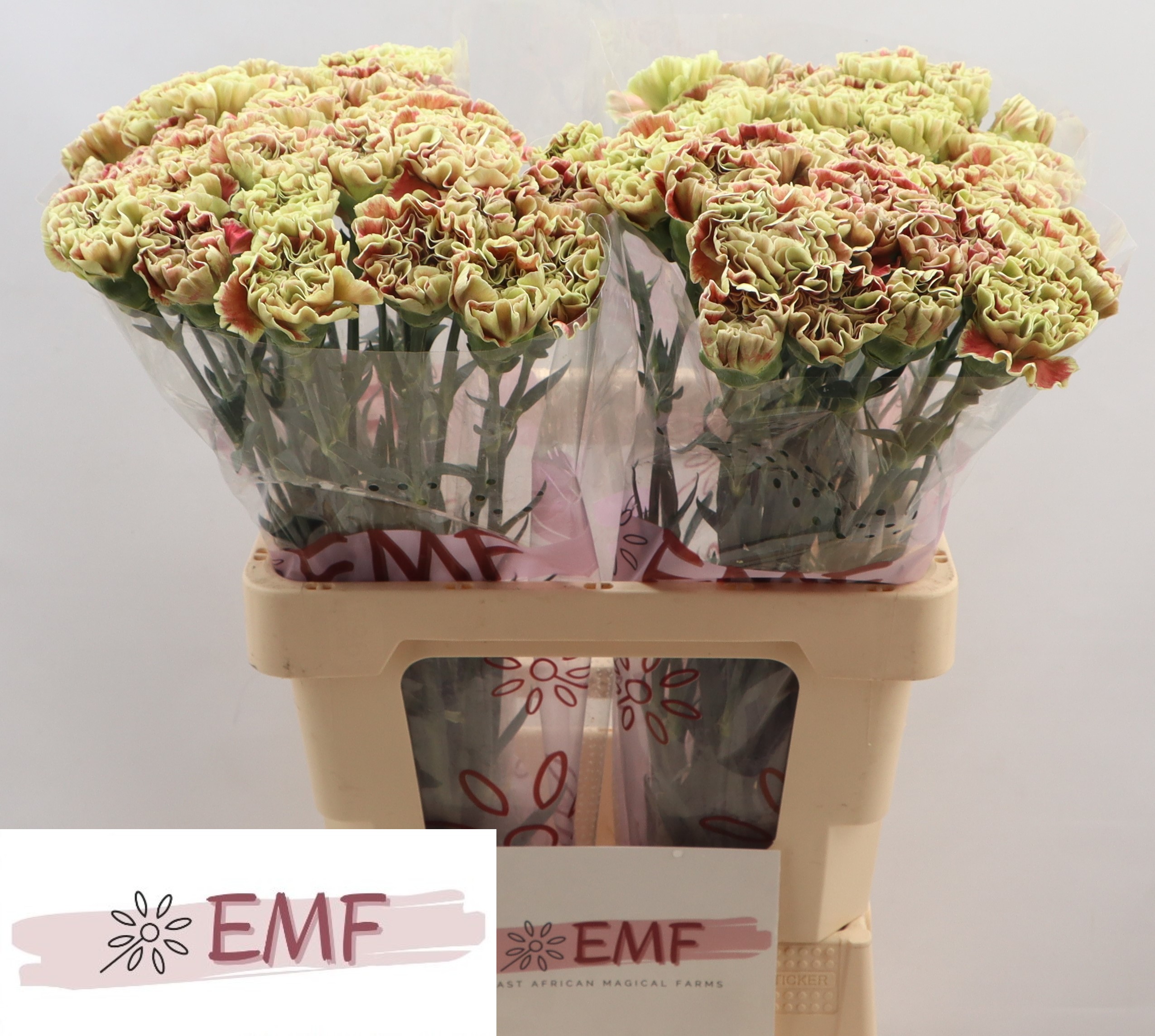 Dianthus Single Wine Cover 60cm