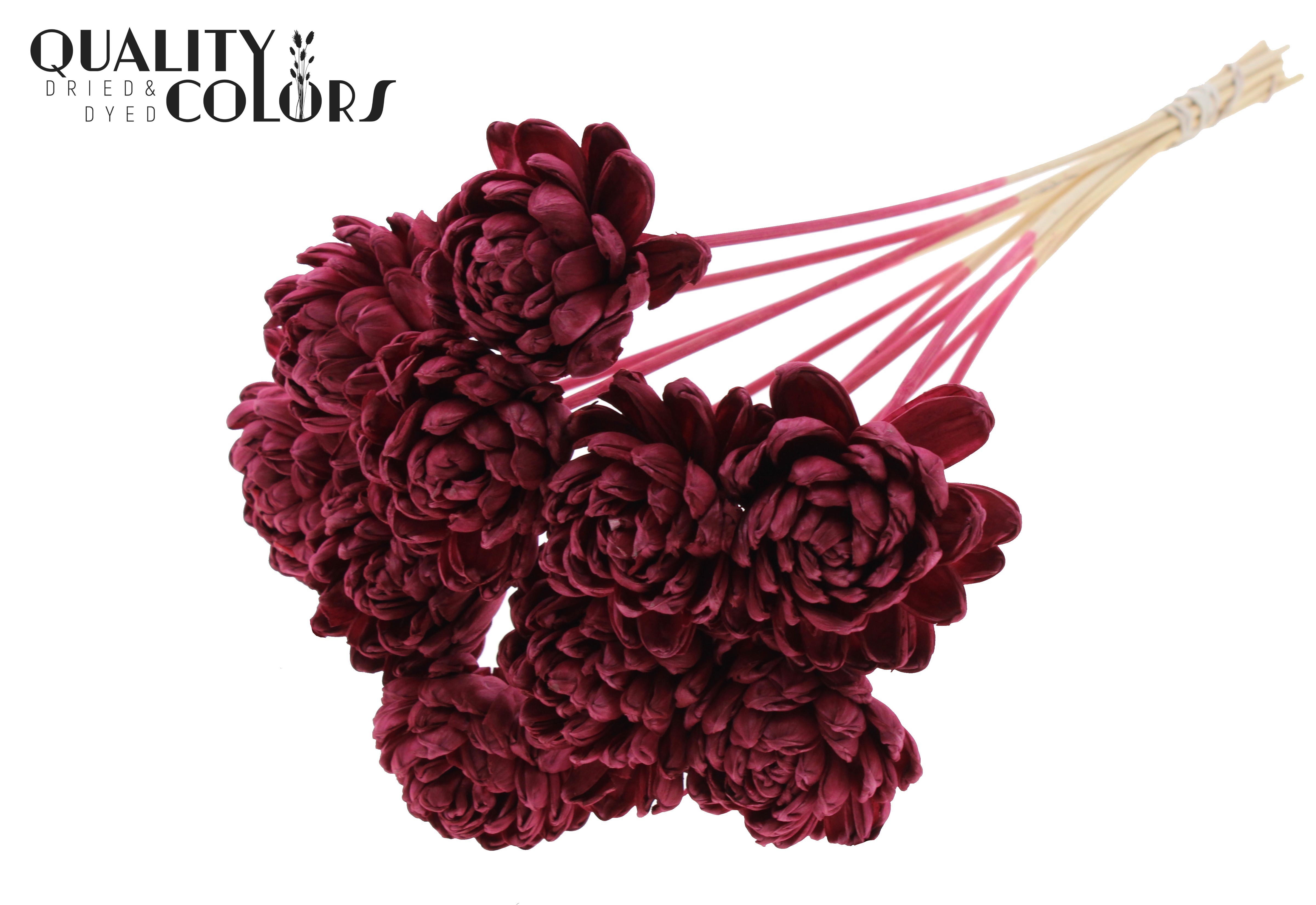 Shola Beauty Rose Burgundy 50cm