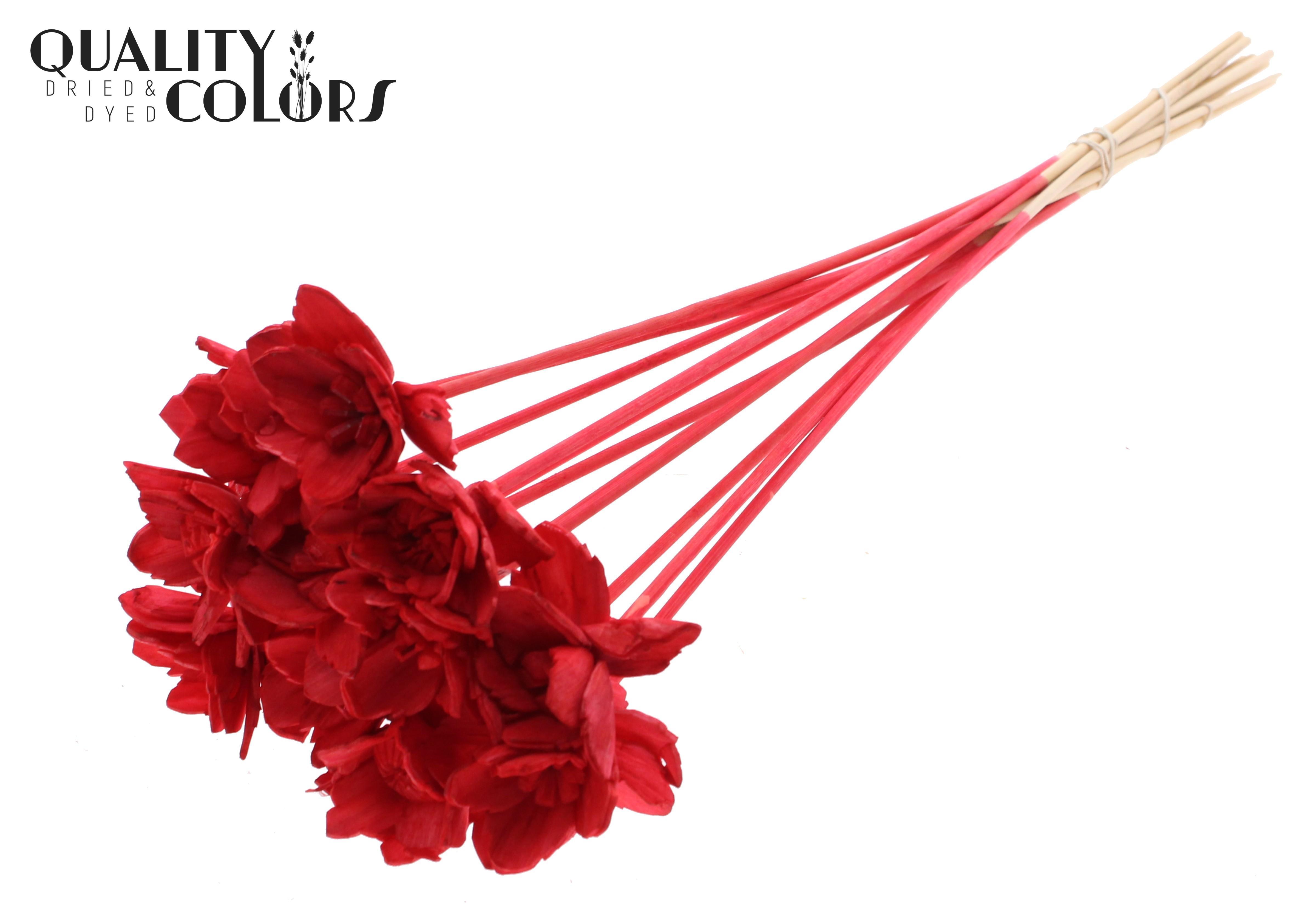 Shola Queen Red 50cm