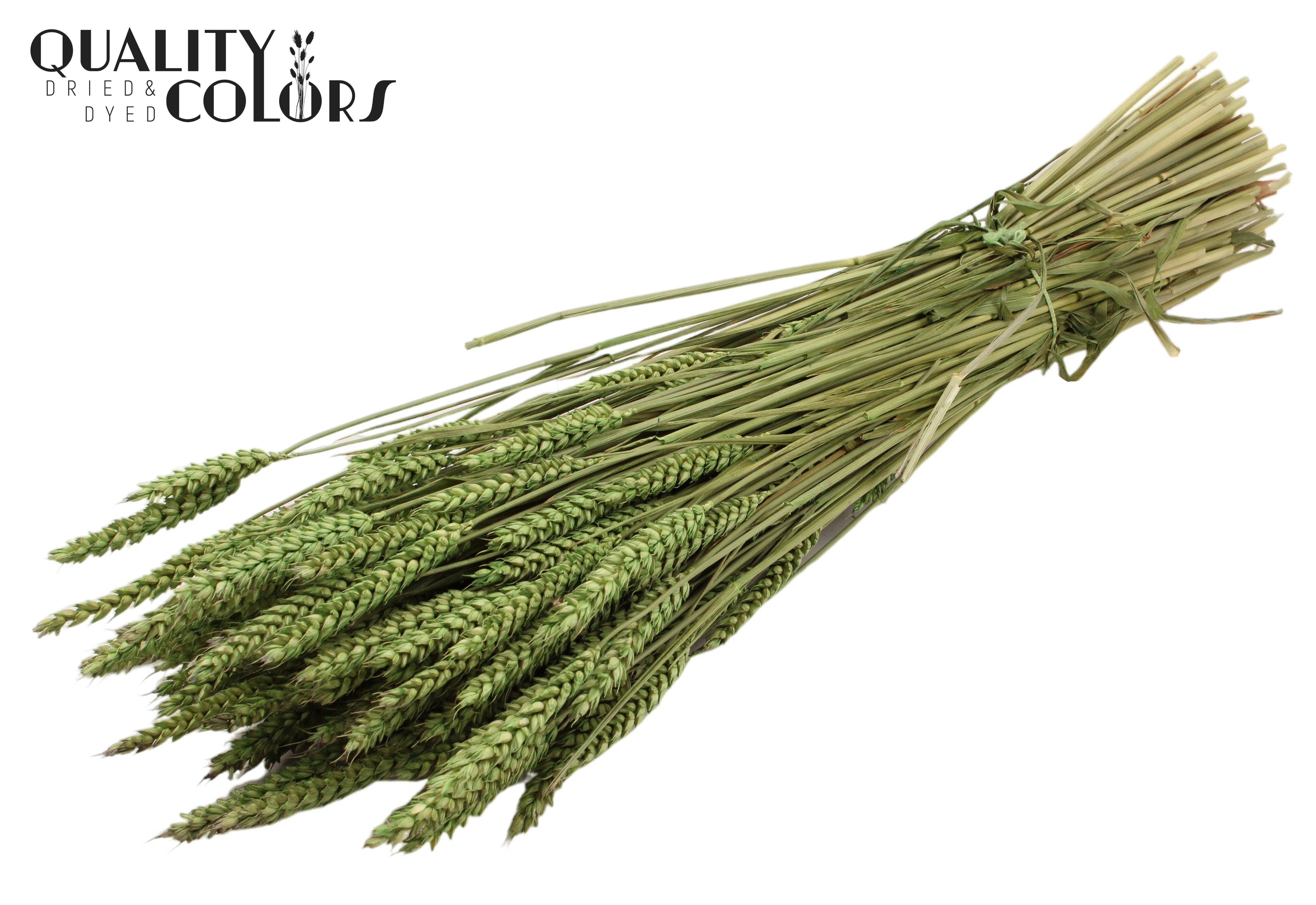 Trititcum Light Green Per Bunch 60cm