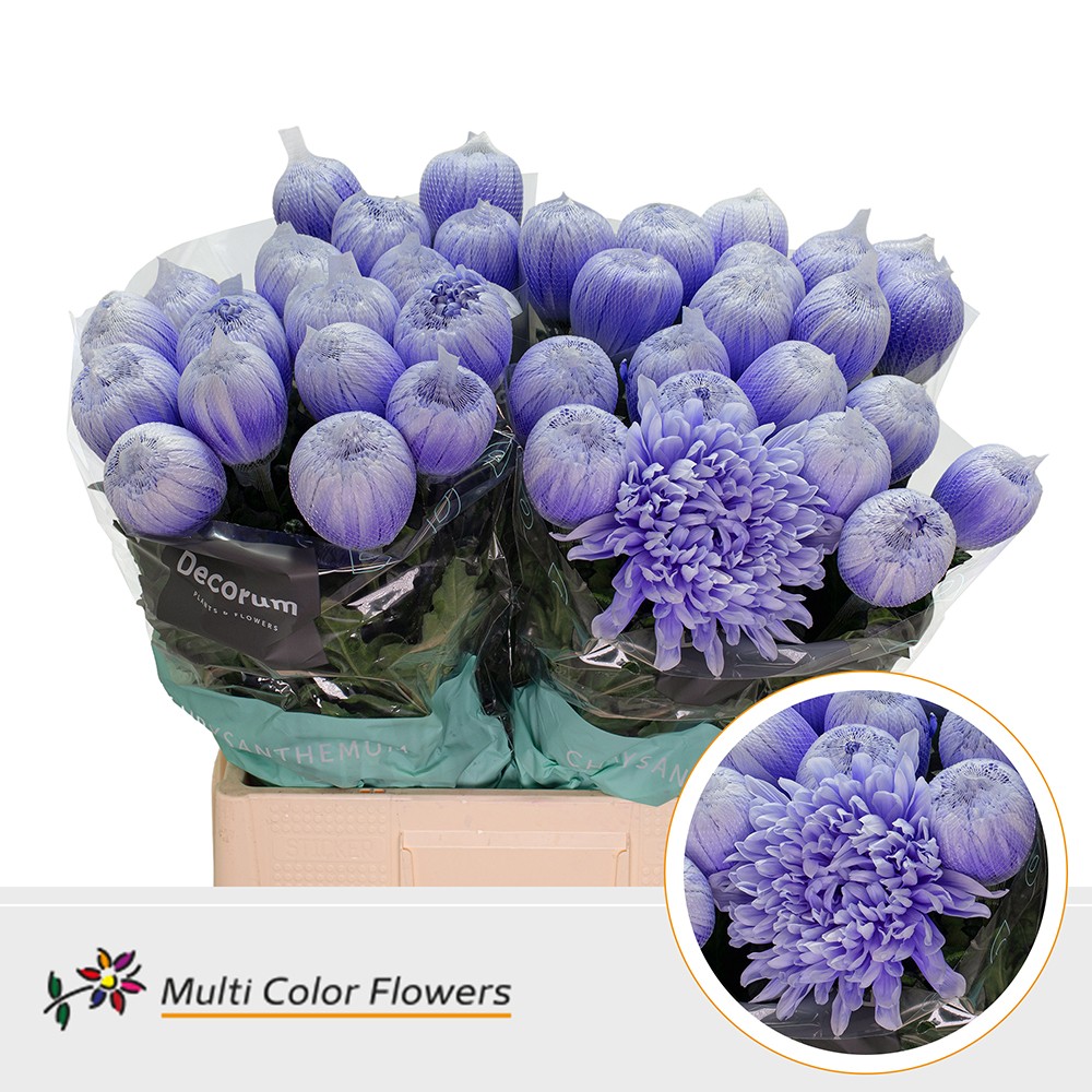 Chrysanth Painted Single Antonov Pastel Milka 70cm