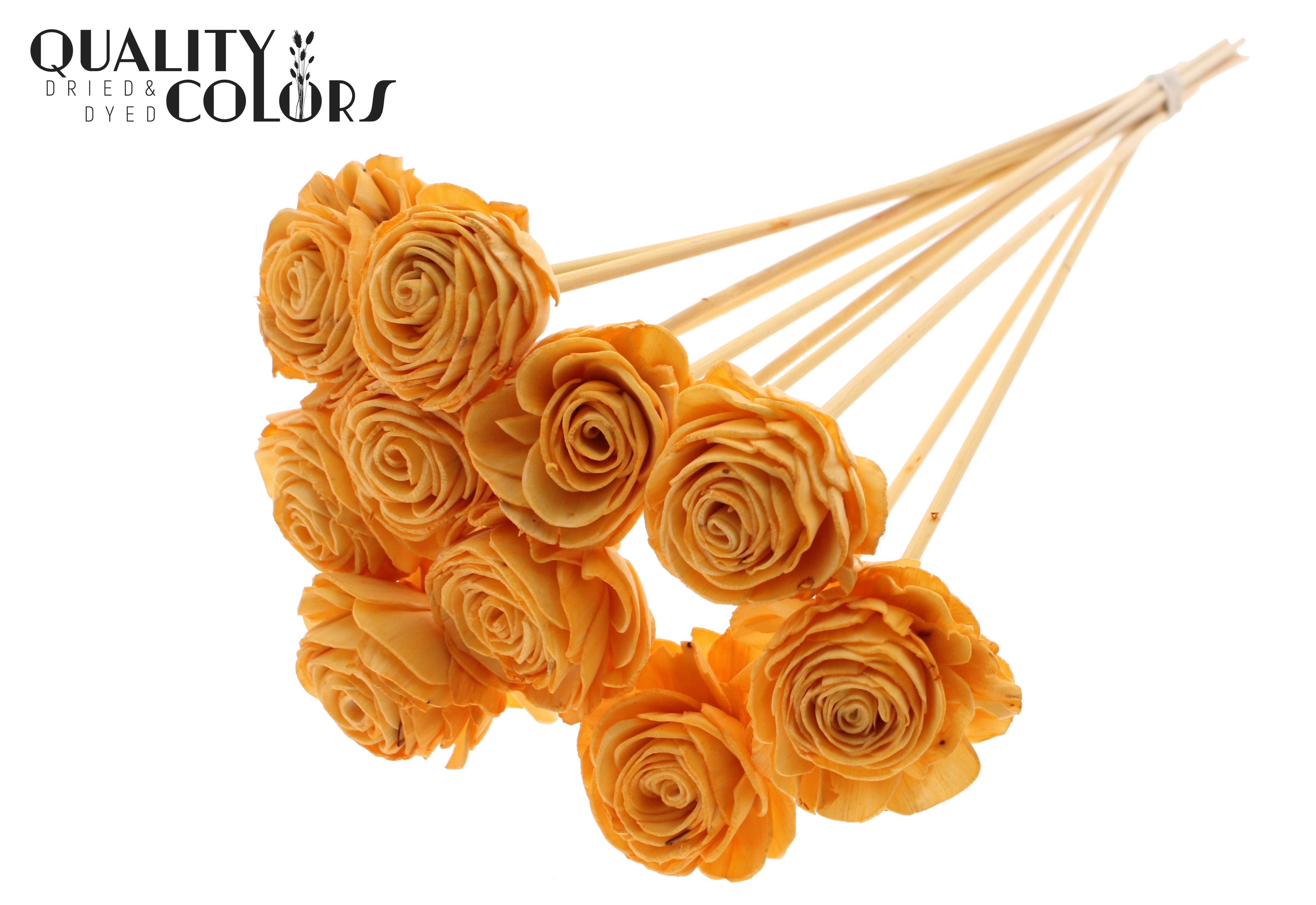 Shola Beauty Rose Apricot 50cm
