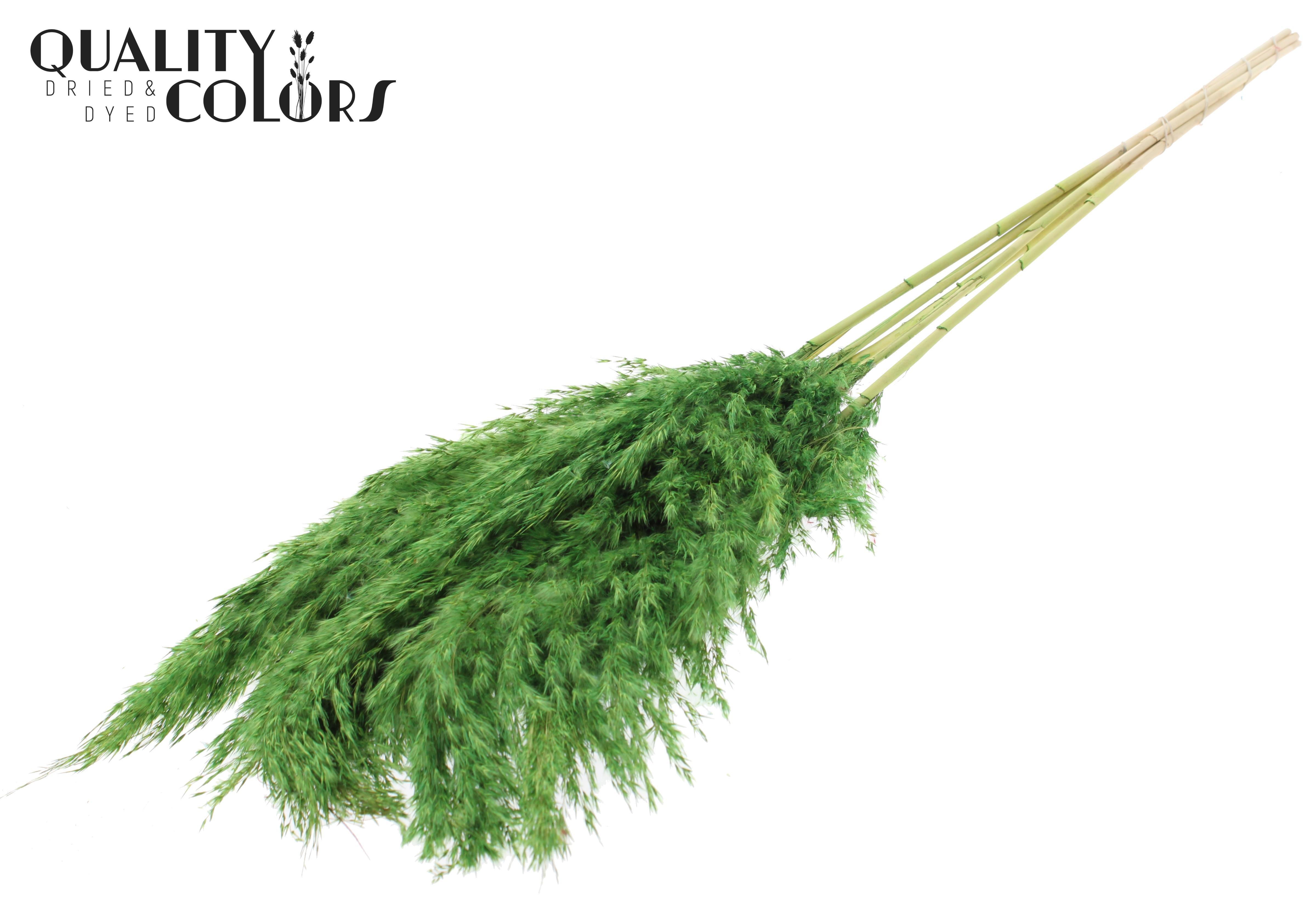 Pampas Grass Light Green Per Bunch 100cm