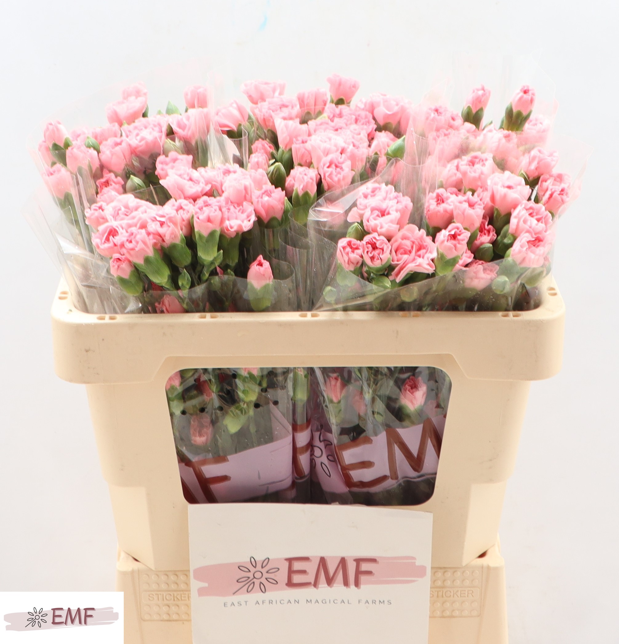 Dianthus Spray Rascal Pink 50cm