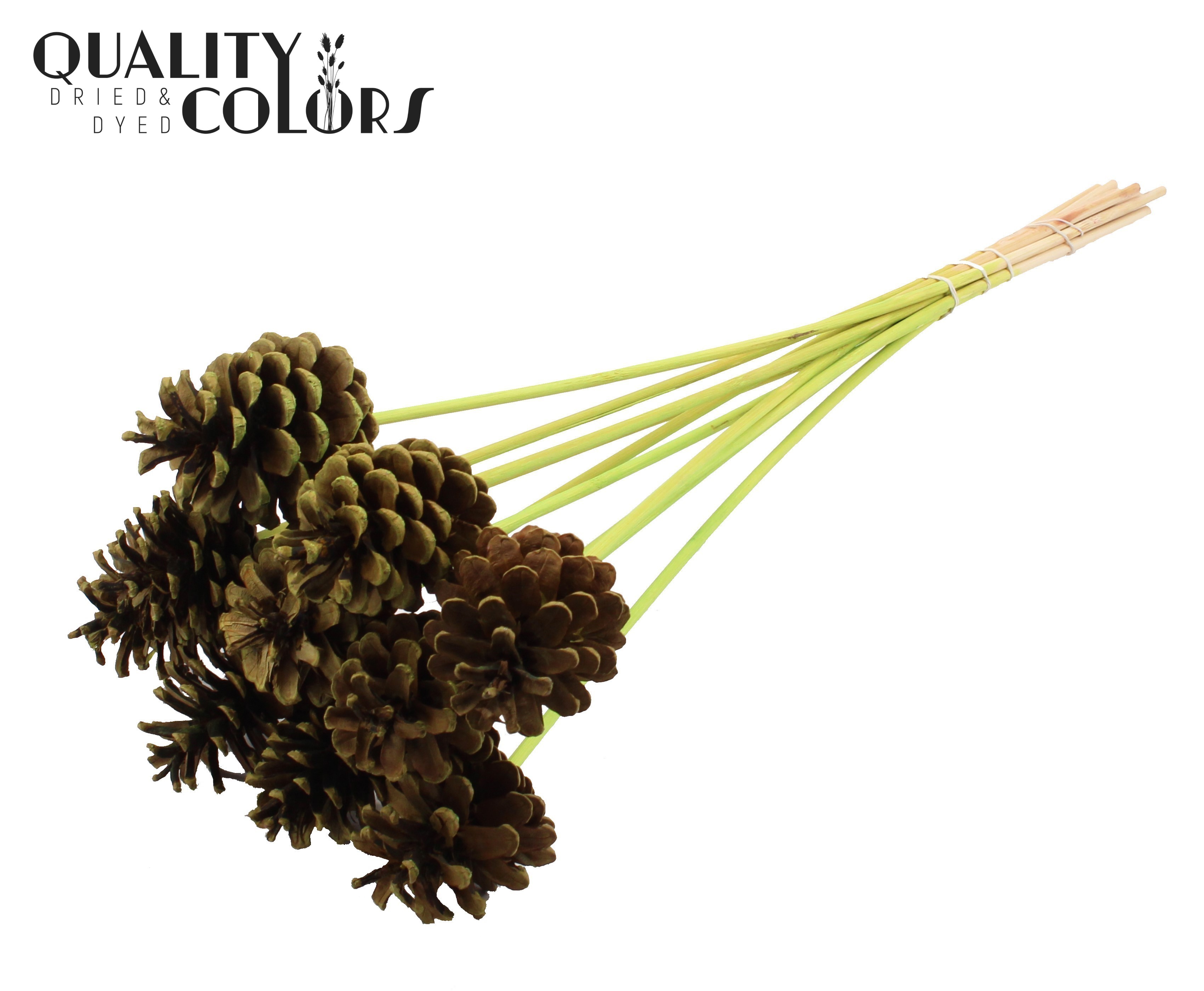 Pine Cone Light Green 50cm