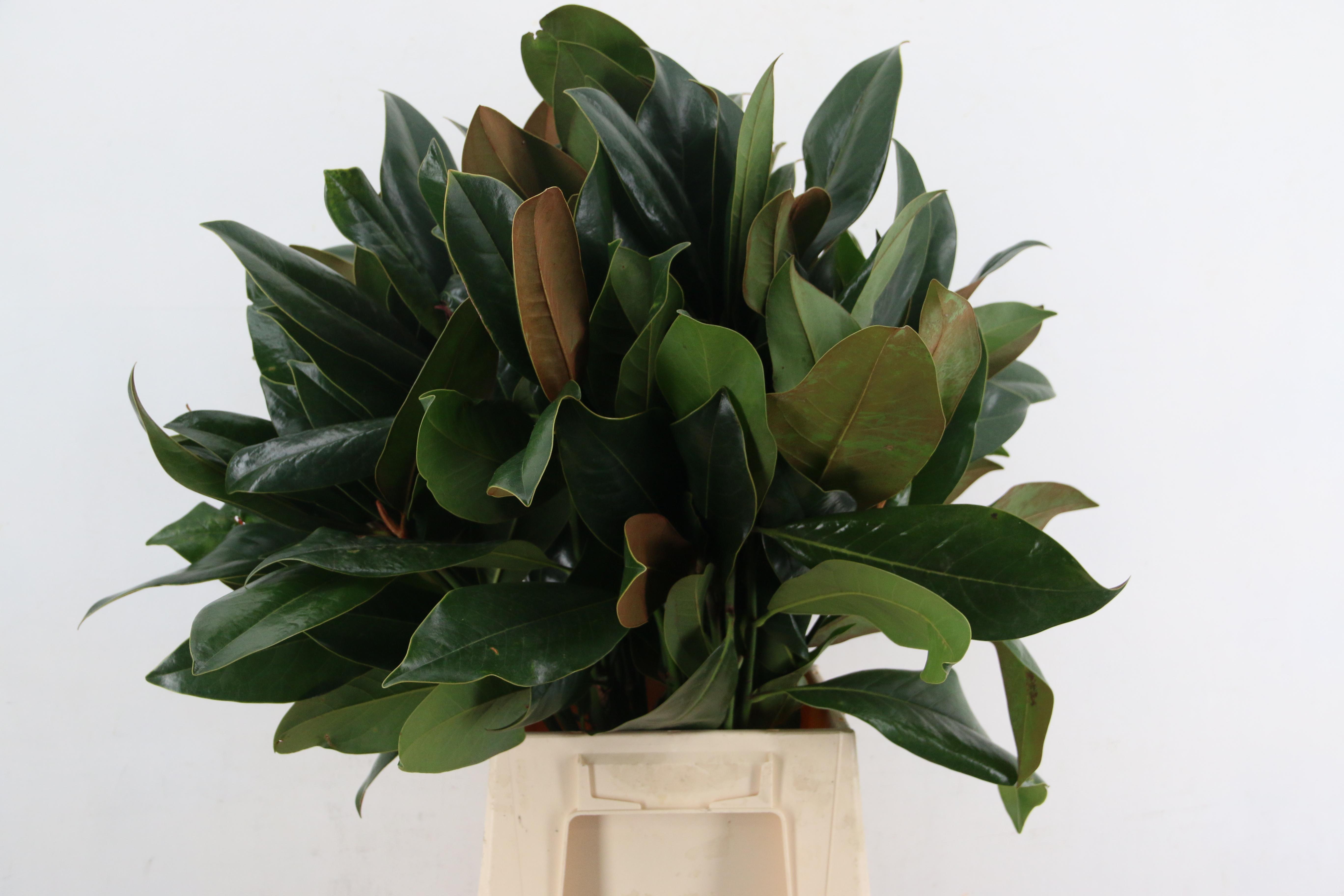 Magnolia Grandiflora Per Bunch 60cm