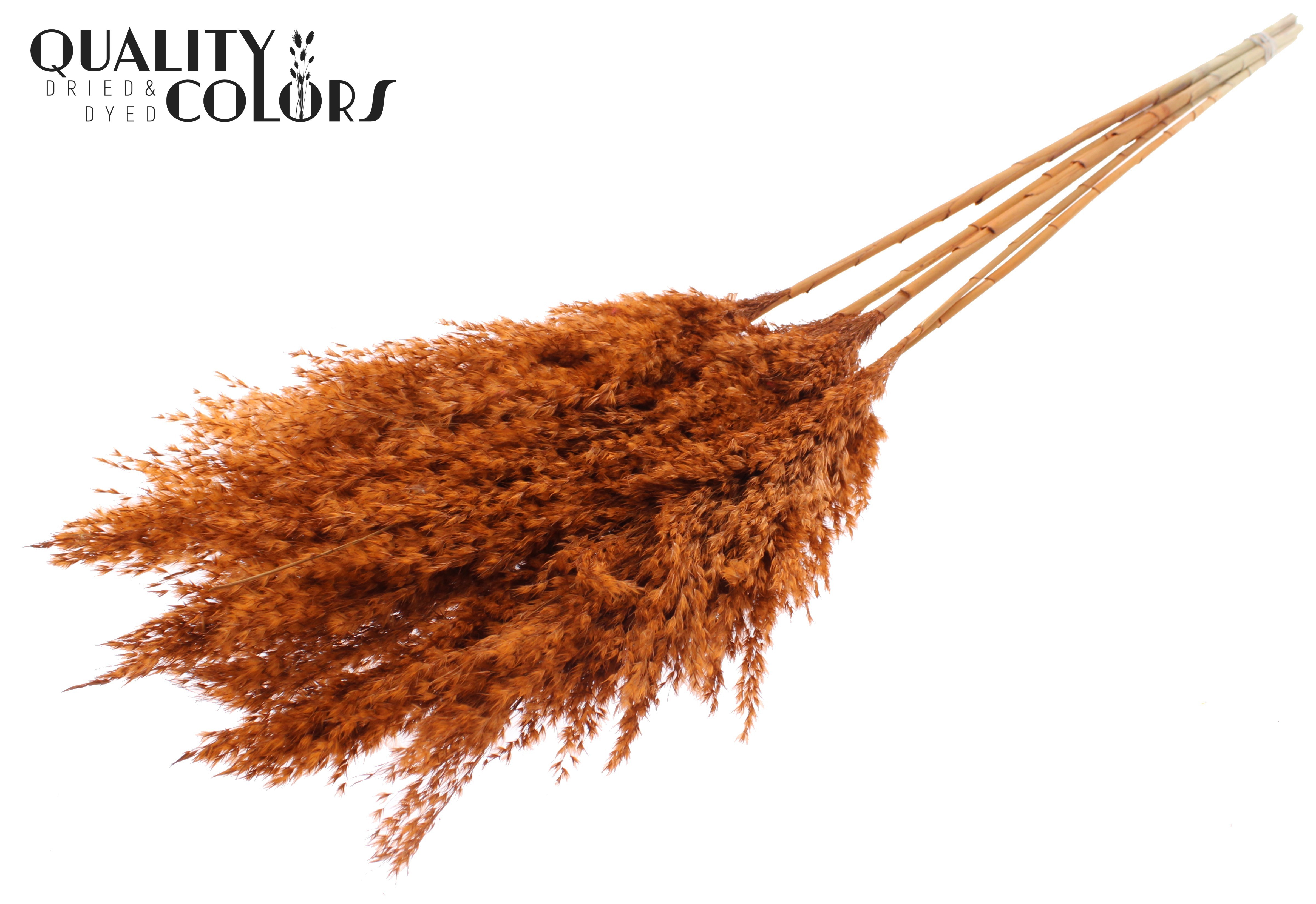 Pampas Grass Coral Per Bunch 100cm