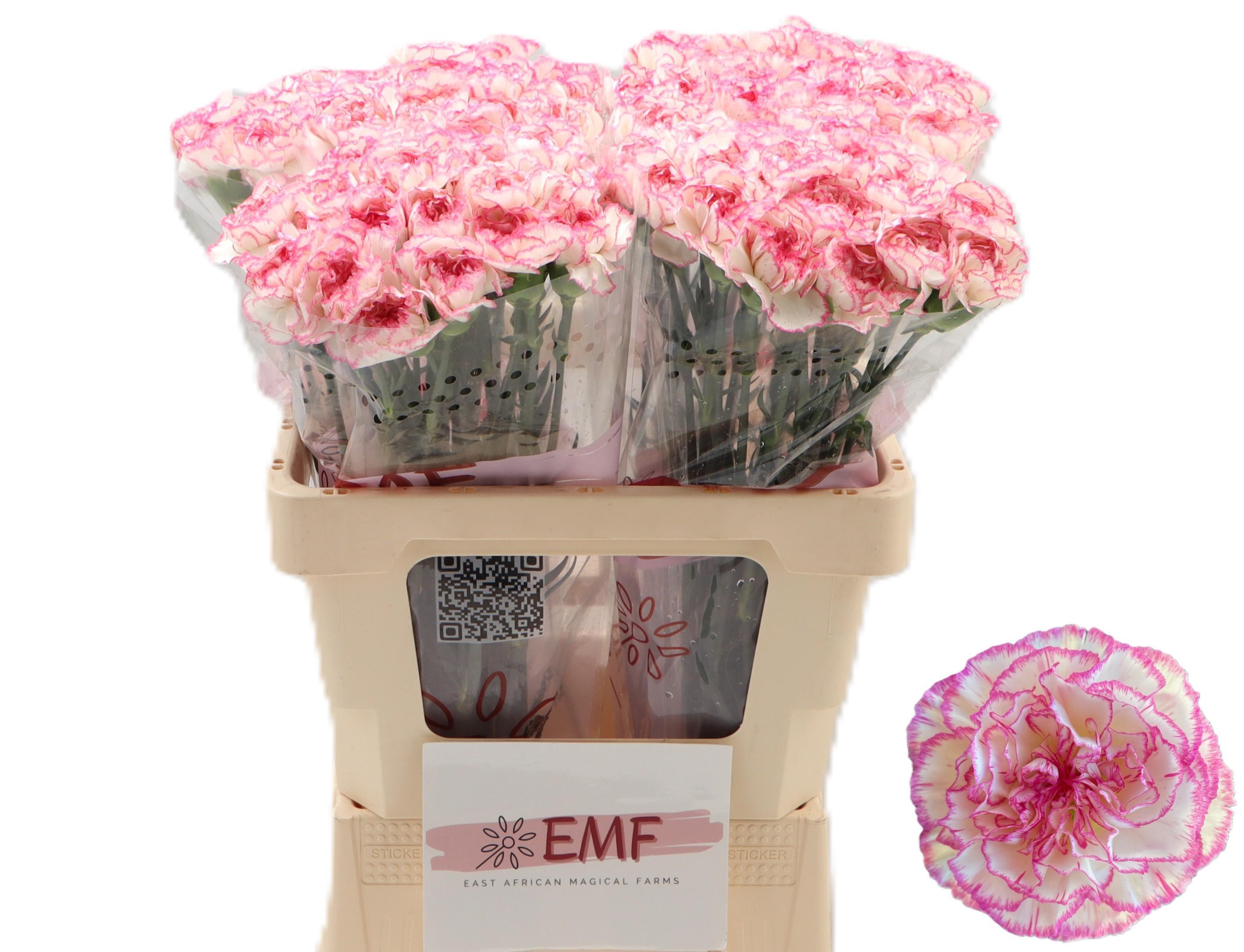 Dianthus Single Komachi 60cm