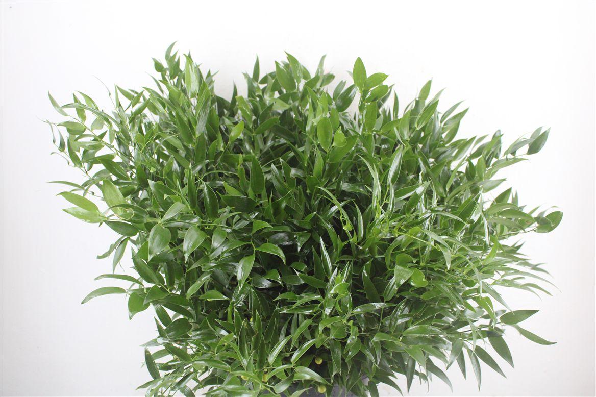 Ruscus Short 400gr P Bunch