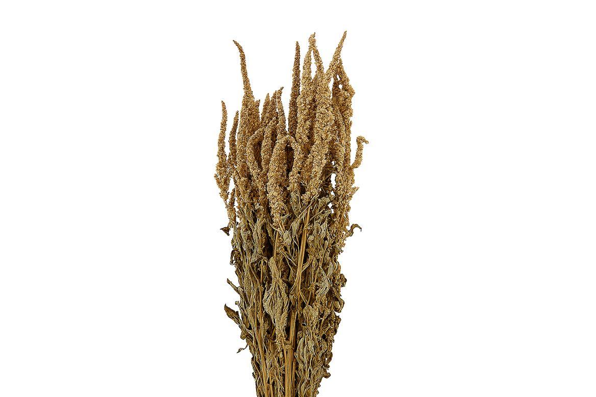 Dried Amaranthus Caud. Green Bunch