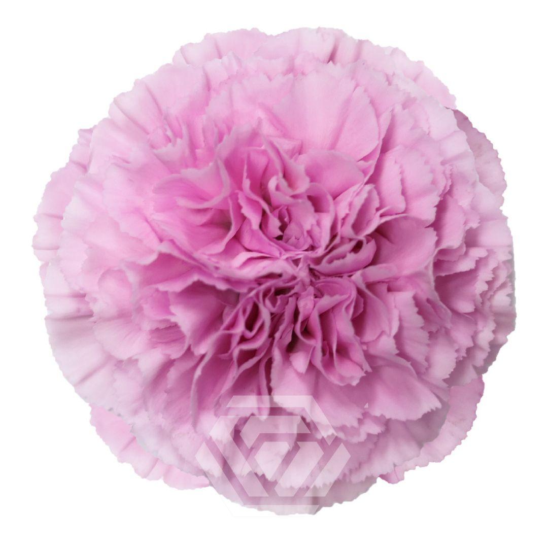 Dianthus St Clearwater 70cm