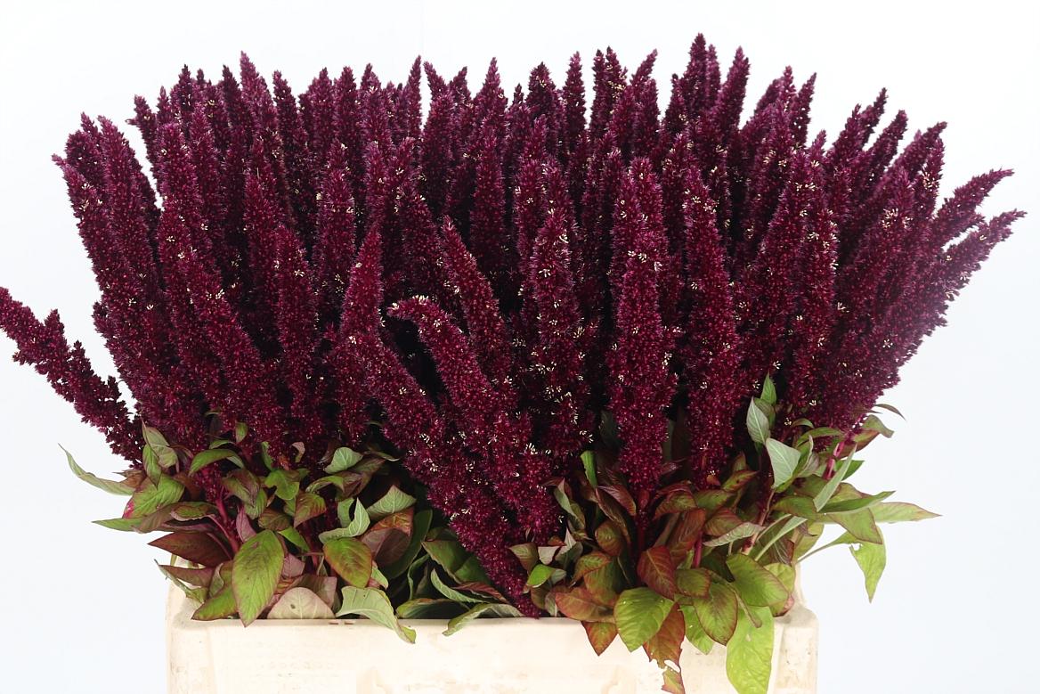 Amaranthus Overig